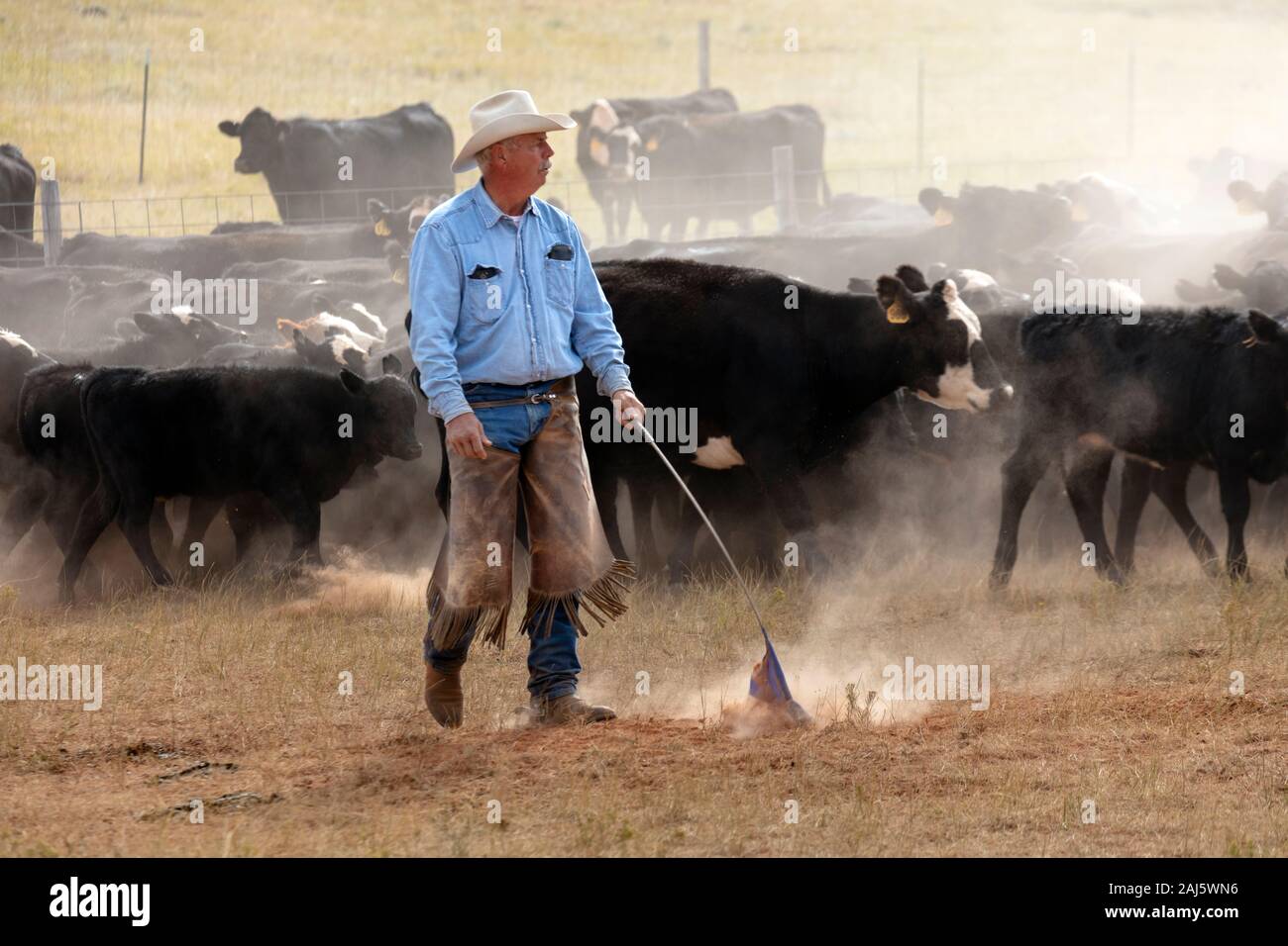 WY0415100...WYOMING Cattle roundup on the Willow Creek Ranch Stock