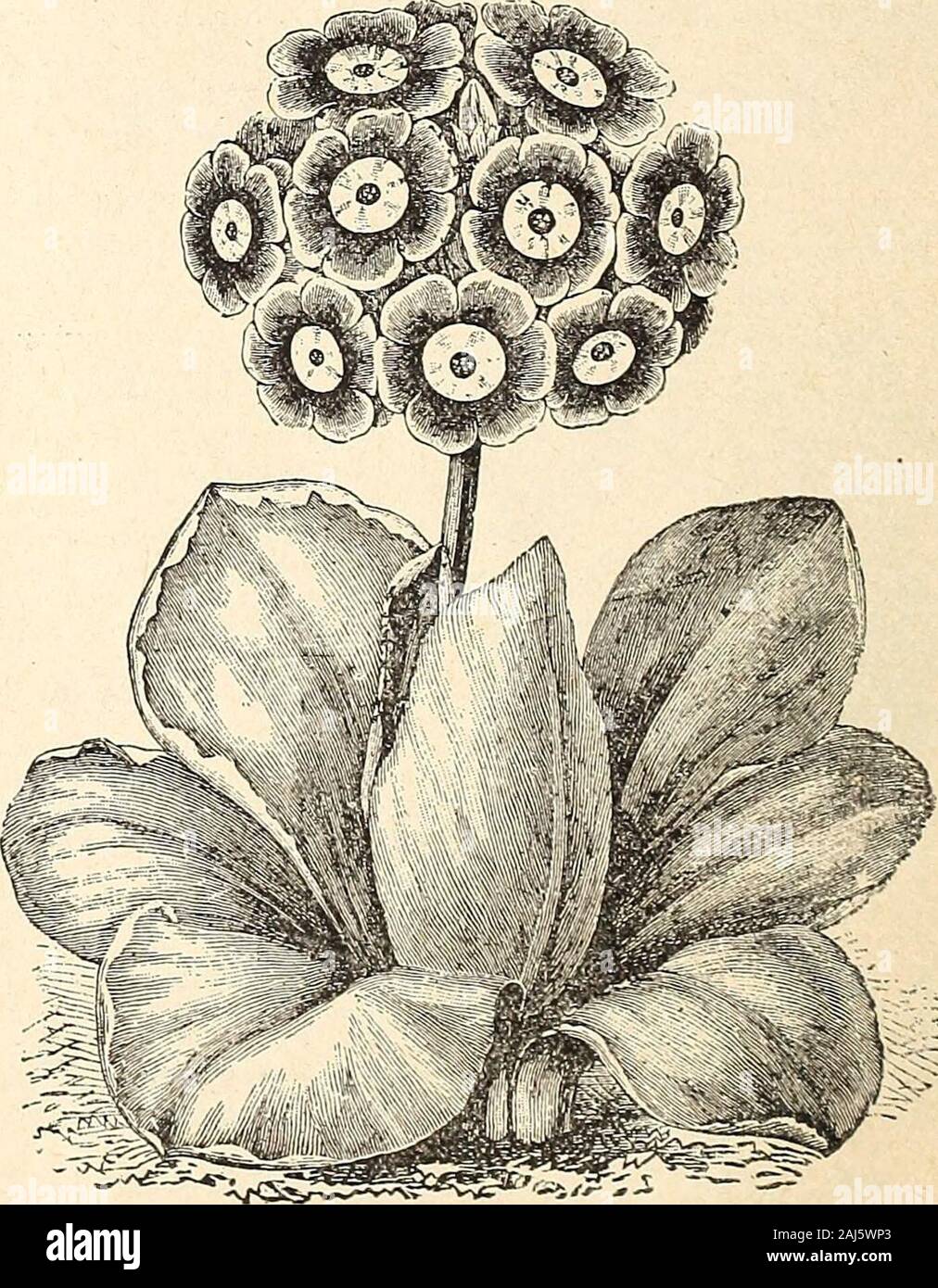 Horitucultural guide : spring 1892 . ERIA—Thrift, Sea Pink. A compact and beautiful hardy plant, largely used for edging. H. P.Maritima—Kose pink, % foot , 10 ARISTOLOCHIA—Dutchmans Pipe. A rapid-growing hardy climber, growing to a height of thirty feet, with largeheart-shaped foliage, and curious heart-shaped flowers. H. P.Sipho—Yellowish brown ....10 ARALIA. Sieboldii—A handsome foliage plant. P 95 ARNEBIA CORNUTA—Arabian Primrose. An exceedingly pretty annual, producing a profusion of rich primrose yellowflowers about % inch in diameter, marked, upon first opening, with five blackspots, whi Stock Photo