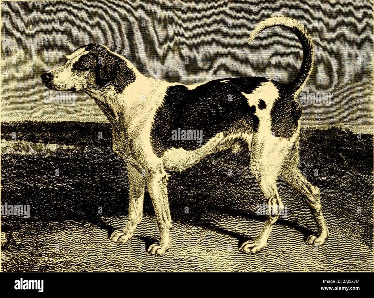 Sport on land and water : recollections of Frank Gray Griswold . ENGLISH FOXHOUND, EARLY XIX CENTURY. ENGLISH FOXHOUND, EARLY XLX CENTURY Stock Photo