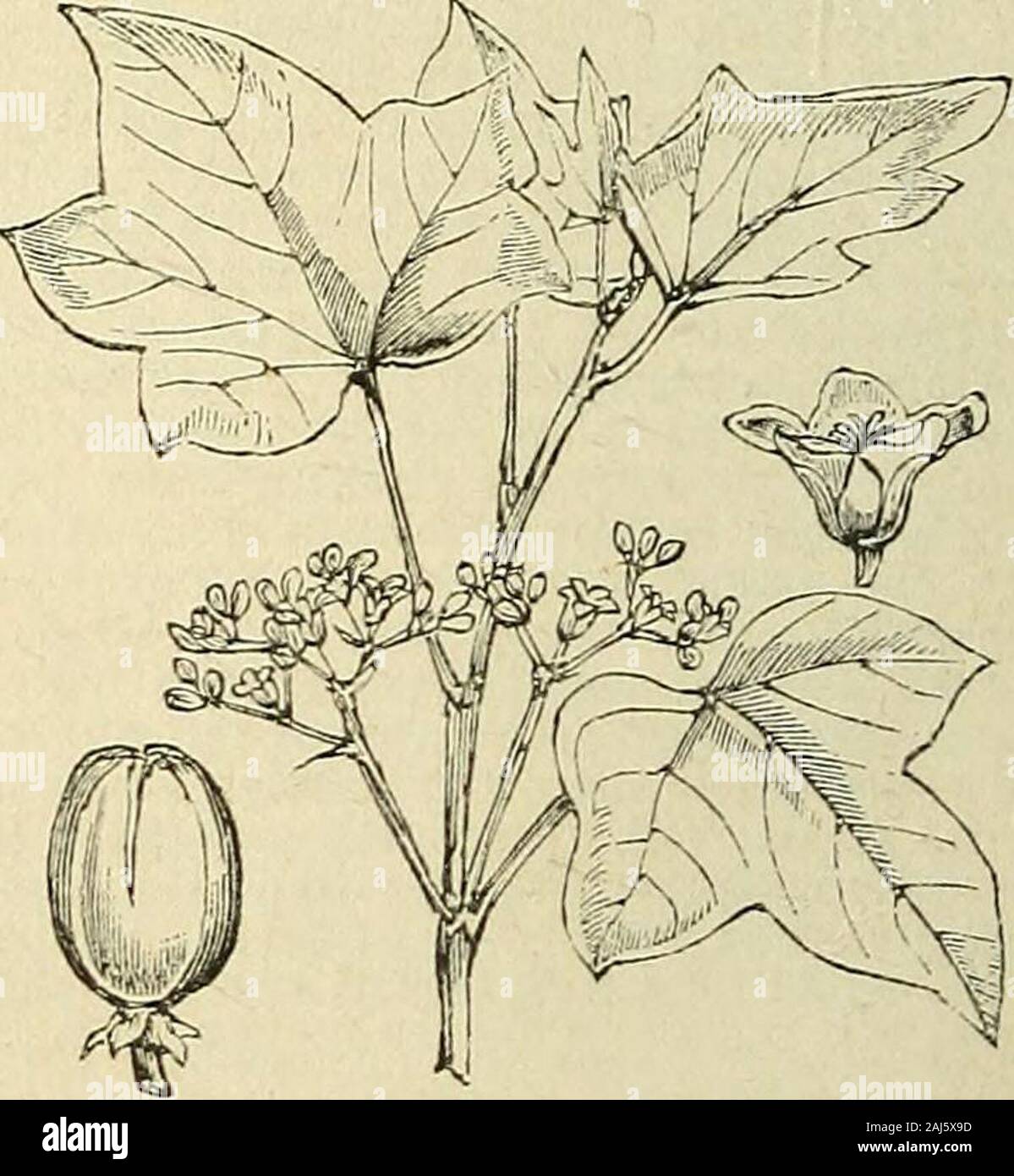 The treasury of botany: a popular dictionary of the vegetable kingdom; with which is incorporated a glossary of botanical terms . ive leaves ; a bell-shaped corolla with afive-lobed border; and a double stamen-tube of ten stamens, the five inner longerthan the others. The females have a simi-lar calyx and corolla, and a three-lobedovary crowned with a tripartite style, eachbranch forked at the apex. Dr. Bennett in his Gatherings of a Natu-ralist, states that this tree contains amilky acrid glutinous juice, which whendropped on white linen produces an indeli-ble stain, at first of a light blue Stock Photo