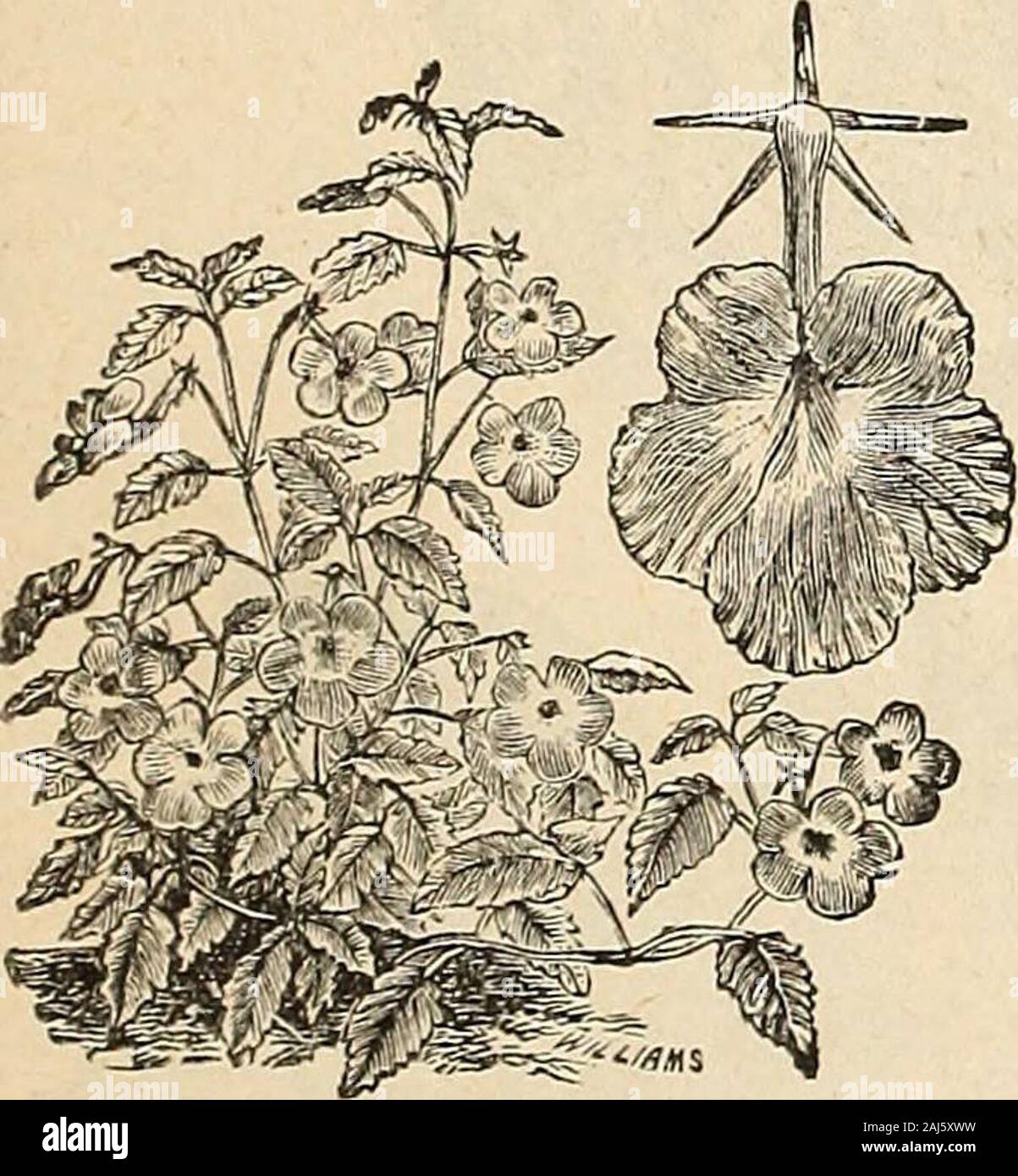 Horitucultural guide : spring 1892 . 10 Umbellata—Rosy lilac,/i foot 10 ACACIA. Very desirable plants for greenhouse or conservatory culture, but in thiscountry of no special value for open-air planting. The flowers are formed inthick clusters on long spikes. Soak the seed in warm water several hours be-fore sowing. Greenhouse shrubs. P.Fine mixed varieties, 3 to G feet .25 ACHIMENES. Very handsome tuberous-rootedgreenhouse plants, producingflowers of almost every imagina-ble shade and color. P.Choice mixed 25 ACHILLEA. Ptarmica, fl. pi.—An excellentplant for borders. The flowers,which are the Stock Photo