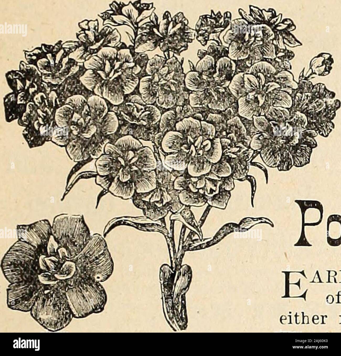 Horitucultural guide : spring 1892 . NEW HARDY HYBRID PRmBOSE. Qjrri(^ Bros/ J^ortieultural Quide.- 37 PHLOX DRUMMONDI SEMIPLENO. fl New and novel strain of semi-double Phlox containing many newand beautiful tints, such as pale pink, yellow, rose, marbled roseand violet purple, besides the usual colors—white, scarlet, purple, etc., making a valuable ad-dition to the numerousvarieties already in cultiva-tion. All lovers of this beauti-ful annual must necessari-ly hail this new strain withdelight. ? Packet, 25 cents.. Polyanthus* Stock Photo