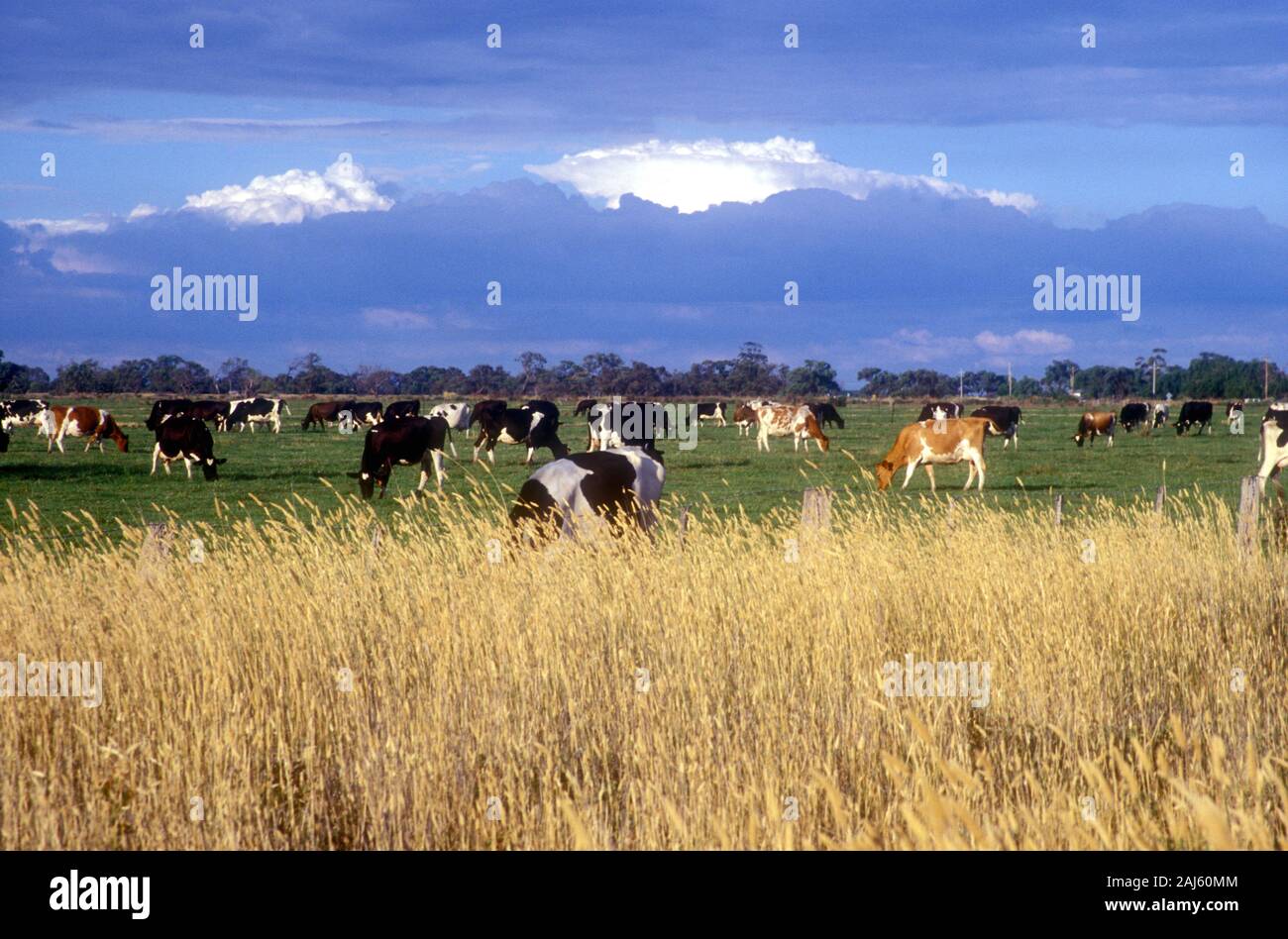 DAIRY CATTLE GRAZING NEAR THE MURRAY RIVER, SOUTH AUSTRALIA Stock Photo