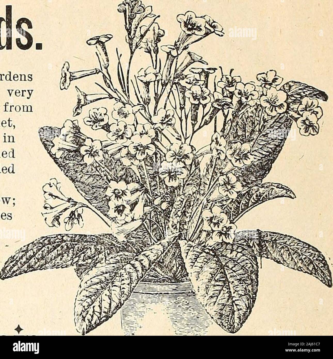 Horitucultural guide : spring 1892 . altural Quide.- Streptocarpus, New Hybrids. THIS beautiful new race of Streptocarpus originated at the Royal GardensKew, London. The variation of colors in these new hybrids is verystriking, scarcely two plants being exactly alike, and the colors range frompure white, pale lavender and all the various shades of blue to deep violet,bright rose and red to rich rosy purple, with all the intermediate tints, and inall the tlowers the throat and three lower segments are marked or splashedwith long blotches or spots of various shades of purple generally shadedwhit Stock Photo