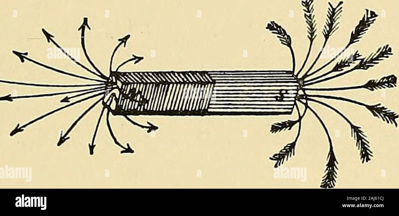 A manual of practical medical electricity : the Röntgen rays and Finsen light . y^y^T^-^ k ^—^: ;J /—/ / //iV^N-V-r ? -yy-f-?--?&gt;/ h ? Fig. 8.—Diagram of a Bar Magnet. poles. An imaginary line joining the two poles is termedthe magnetic axis, and a line drawn at right angles to andbisecting this is termed the magnetic equator (Fig. 8). Lines of Force. The space round a magnet is full of magnetic lines offorce proceeding from one pole to the other ; these com- Magnetism 17 plete their circuit in the substance of the magnet (Fig. g).The space occupied by the Hues of force outside the magnet Stock Photo