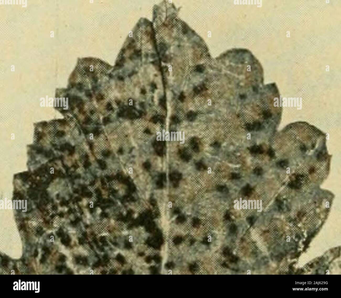 Fungous diseases of plants . arise numerous conidiophores,bearing elliptical or strongly curved, falcate conidia. These fruit-ing masses rupture the epidermis and the spores escape in a gelat-inous mass. The acervuli are produced very abundantly on bothsurfaces of the leaves but particularly upon the upper surfaces.The spores are commonly 19 X 7 /a, varying, however, from 12-24 X 5-9 At. Formerly, it was suggested that this gloeosporial formmight be connected with Gnomoniella circinata (Fckl.) Sacc. 206 FUNGOUS DISEASES OF PLANTS Klebahn in his investigations of this fungus ascertained thatwhe Stock Photo
