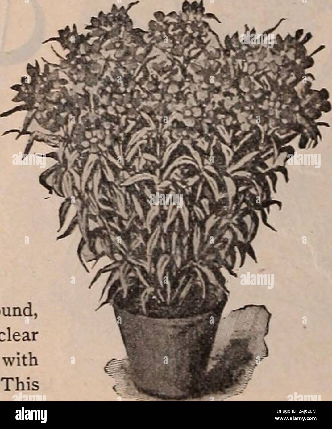 W.W Rawson & Co seedsmen / W.W Rawson & Co. . nching, dark brown Wallflower. It hasinherited altogether from the former the exceeding rich blooming, andfrom the latter the fine habit of growth, thedeep green foliage and the dark brown flowers.Owing to these excellent qualities it is a mostvaluable addition to our cut flowers for autumnand winter use. Per pkt., 15 cts.; 2 for 25 cts. This highly interesting new varietypresents a most unusual feature, which isthat the flowers are of different colors onthe same plant and that they are variouslyblotched, splashed, striped and borderedwith these se Stock Photo