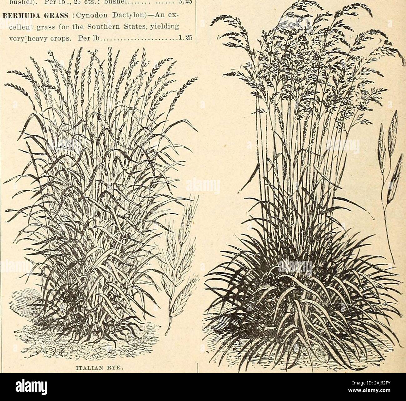 Is Oat Grass Good For Dogs