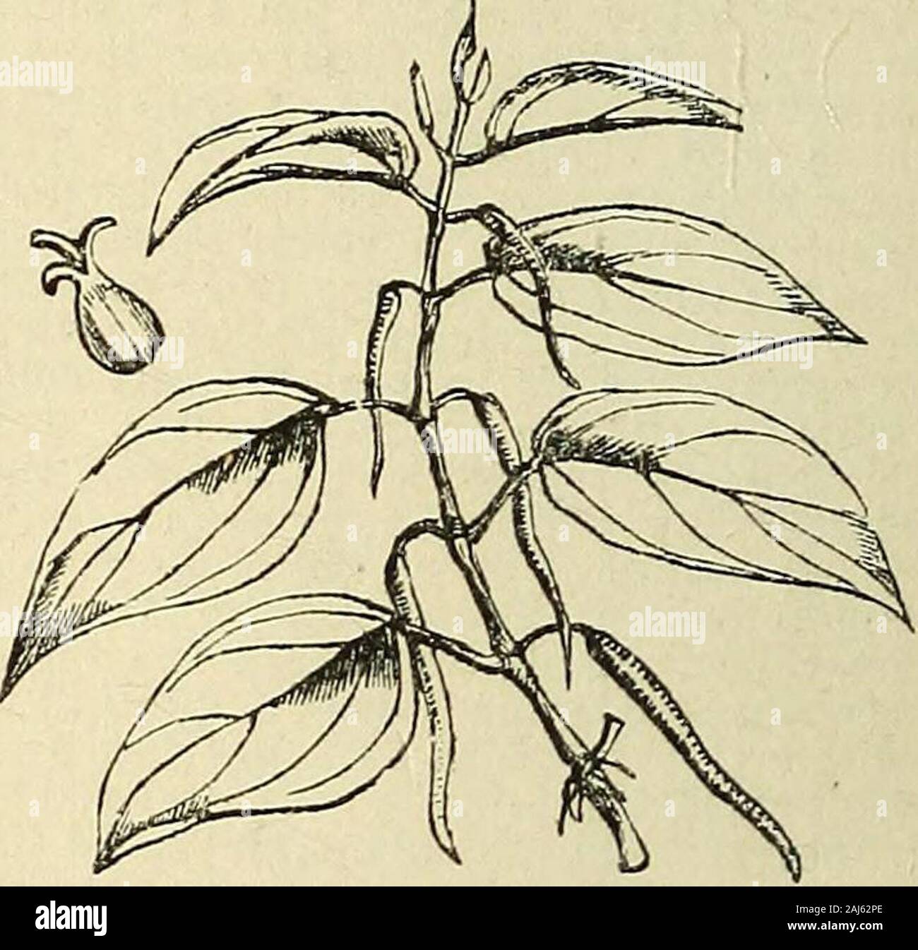 The treasury of botany: a popular dictionary of the vegetable kingdom; with which is incorporated a glossary of botanical terms . isChate. CHAIJBARDIA. An obscure genus oforchids, apparently allied to Maxillaria.It is said to have altogether the habit of CHAUDRON. (Fr.) Narcissus Pseudo-Narcissus. CHAULMOOGRA. The seeds of Gyno-cardia odorata. CHAUSSE-TRAPPE. (Fr.) CentranthusCalcitrapa. CHAVICA. A genus of Piperacece, pro-ducing two important plants, namely, theLong Pepper and the Betel Pepper. Thegenus is distinguished from the true pep-pers (Piper) by its perfectly unisexualflowers, which a Stock Photo