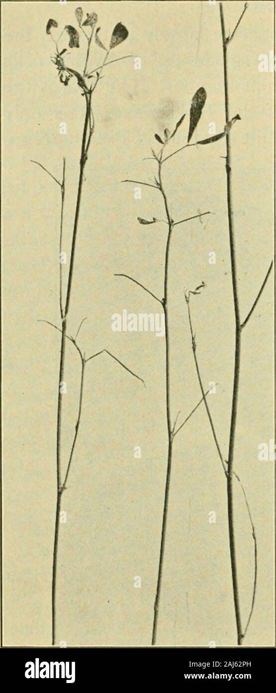 Fungous diseases of plants . Fig. 77 rt. Alfalfa Leaf Spot. (Photograph by H. H. Whetzel) Pseudopeziza. In this genus the apothecium is formed beneaththe epidermis, which is later ruptured, and the mature fruit bodyis relatively simple in structure and shallow. The asci contain eightunicellular spores. XIII. ALFALFA LEAF SPOT Pseudopeziza Medicagiiiis (Lib.) Sacc. Combs, Robt. The Alfalfa Leaf Spot Disease. Iowa Agl. Exp. Sta. Built.36: 858-859. The alfalfa leaf spot is often very abundant both in Europeand America, and particularly injurious during rather dry seasons. 204 FUNGOUS DISEASES OF Stock Photo