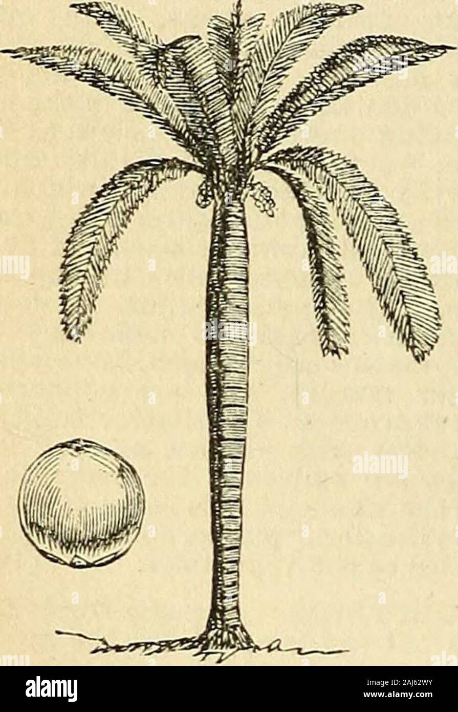 The treasury of botany: a popular dictionary of the vegetable kingdom; with which is incorporated a glossary of botanical terms . ed. Three species of this genus areknown, two of which are noble trees ofgreat height. C. andicola, the Wax Palm of NewGrenada, was first made known and de-scribed by the celebrated travellers Hum-boldt and Bonpland, who found it growingin great abundance in very elevated regionson the chain of mountains separating thecourses of the rivers MagdalenaandCauca,in New Grenada, extending almost as highas the lower limit of perpetual snow,which is a remarkable fact when I Stock Photo
