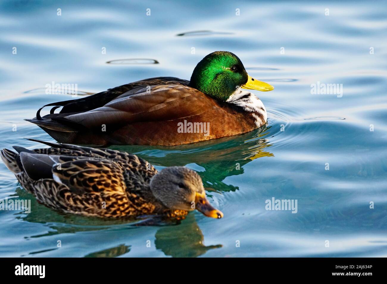 This male mallard is a hybrid duck, with bibbed chest spotted with brown on white, likely a cross breed with Northern Pintail. Focal point on the male Stock Photo