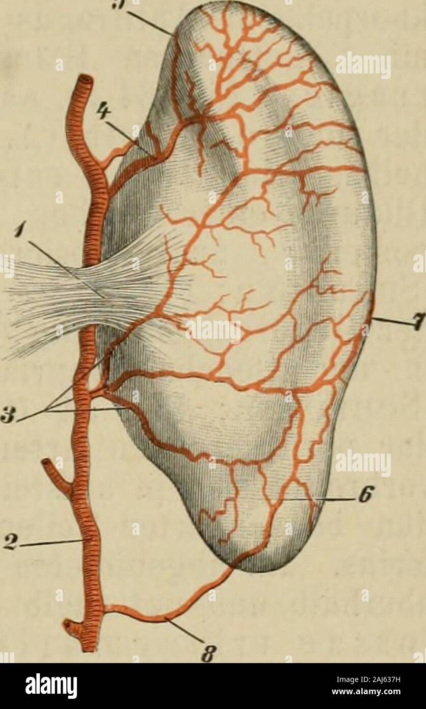 Booksubjectskeleton High Resolution Stock Photography And Images Alamy