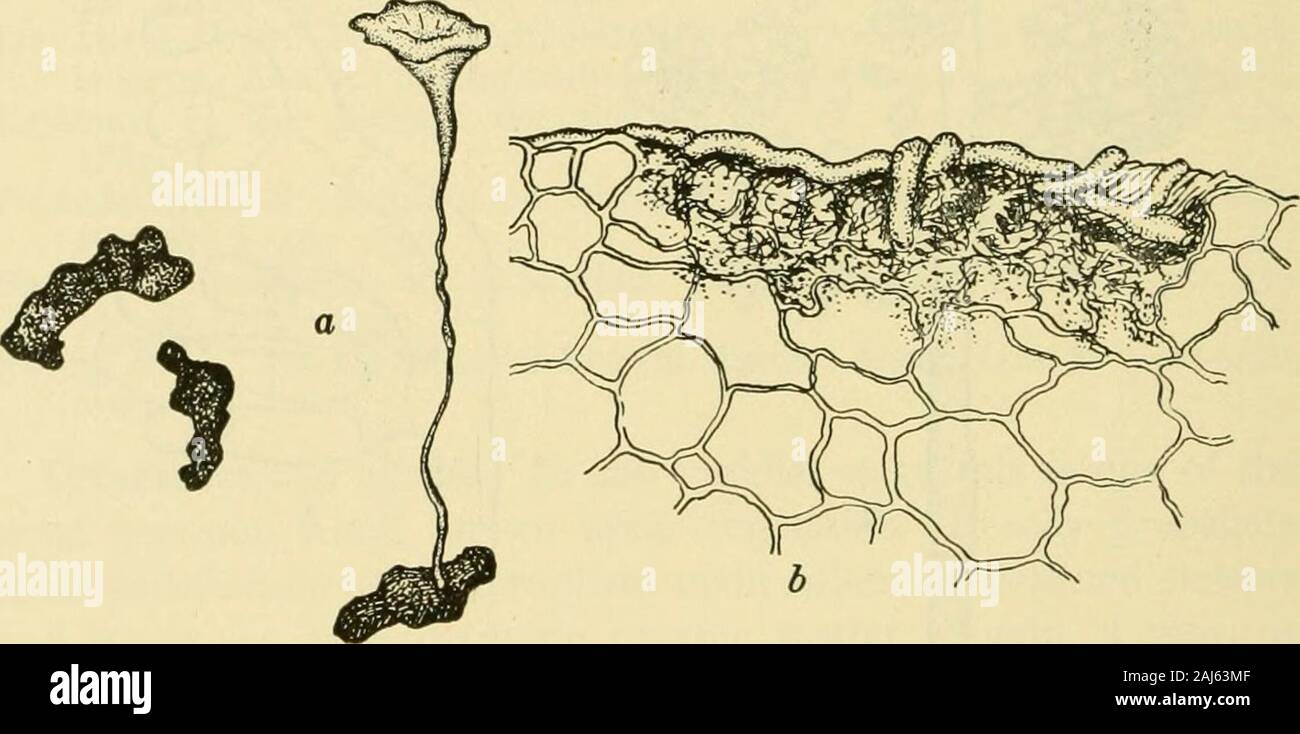 Fungous diseases of plants . first connected this conidial stage with an apothecialform, Sclerotinia Fnckeliana, produced from sclerotia of the Bo-trytis on grape. Subsequently doubt arose regarding this connec-tion, since many observers failed repeatedly to secure under any 1 Ward, H. Marshall. Ann. Bot. 2 : 319-382. ph. 20-24. 1888. 198 FUNGOUS DISEASES OF PLANTS conditions the perfect form from sclerotia of the Botrytis. It wouldseem that Istvanffi has now secured substantial proof that theseare pleomorphic stages of a single fungus. Much interesting biological work has been done upon thisf Stock Photo