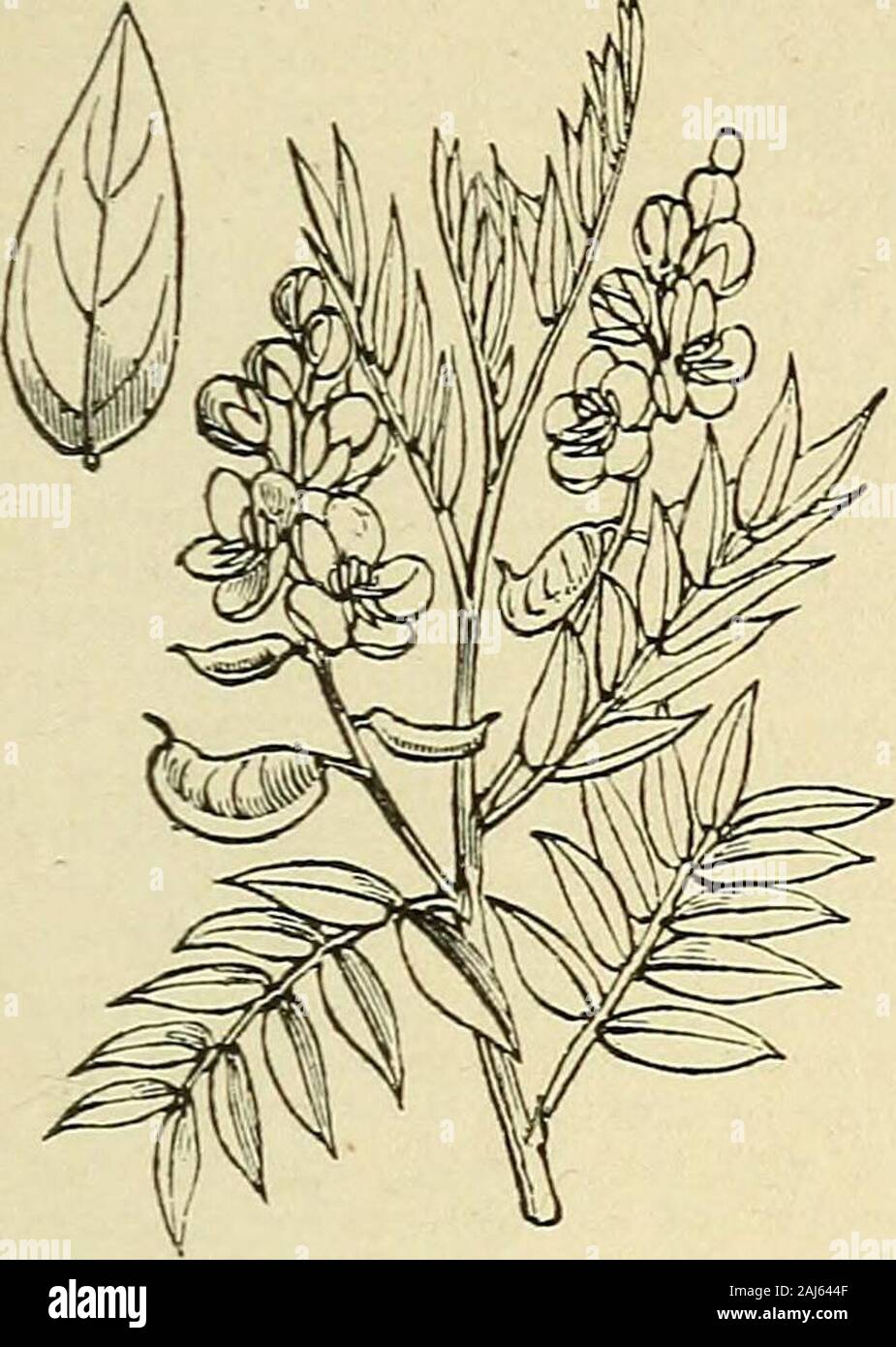 The treasury of botany: a popular dictionary of the vegetable kingdom; with which is incorporated a glossary of botanical terms . cers and various skin diseases, as well as internally in diabetes and other disorders; they are likewise used for similar purposes in the Mauritius and the West Indies. I The seeds of C. Absus, a native of Egypt I and of India, are bitter, aromatic, and I slightly mucilaginous. They are used in Egypt as a remedy for ophthalmia, as i are the seeds of C. auriculata in India, where also the bark of this shrub is employed by the natives in tanning leather. C. occidental Stock Photo