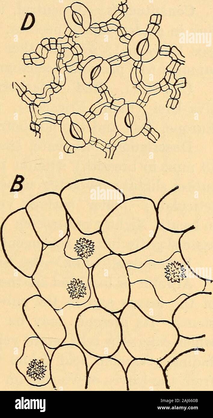 Scientific and applied pharmacognosy intended for the use of students in pharmacy, as a hand book for pharmacists, and as a reference book for food and drug analysts and pharmacologists . Fig. 214.—Chimaphila umbellata: A, transverse section of an aerial internode:Ep, thick-walled, somewhat papillose epidermal cells; H, hypodermiscomposed of thick-walled collenchymatous cells; P, cortex of parenchymatraversed by very wide air-spaces (A), due to the separation of the cellsin several of the middle layers. The parenchyma contains chloroplastidswhich are not here shown; and in the air-spaces in al Stock Photo