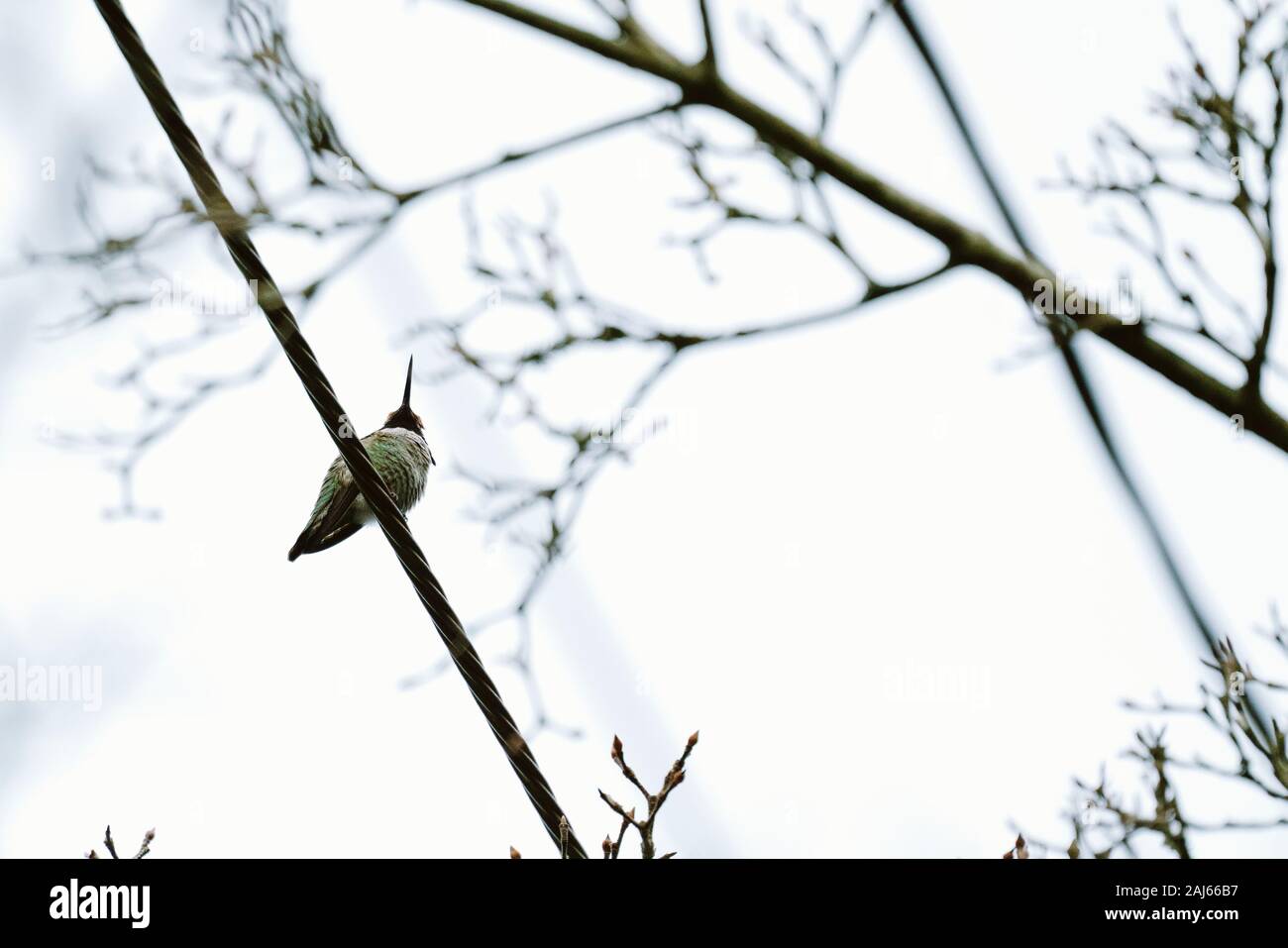 View from below of an Anna's Hummingbird sitting on a wire Stock Photo