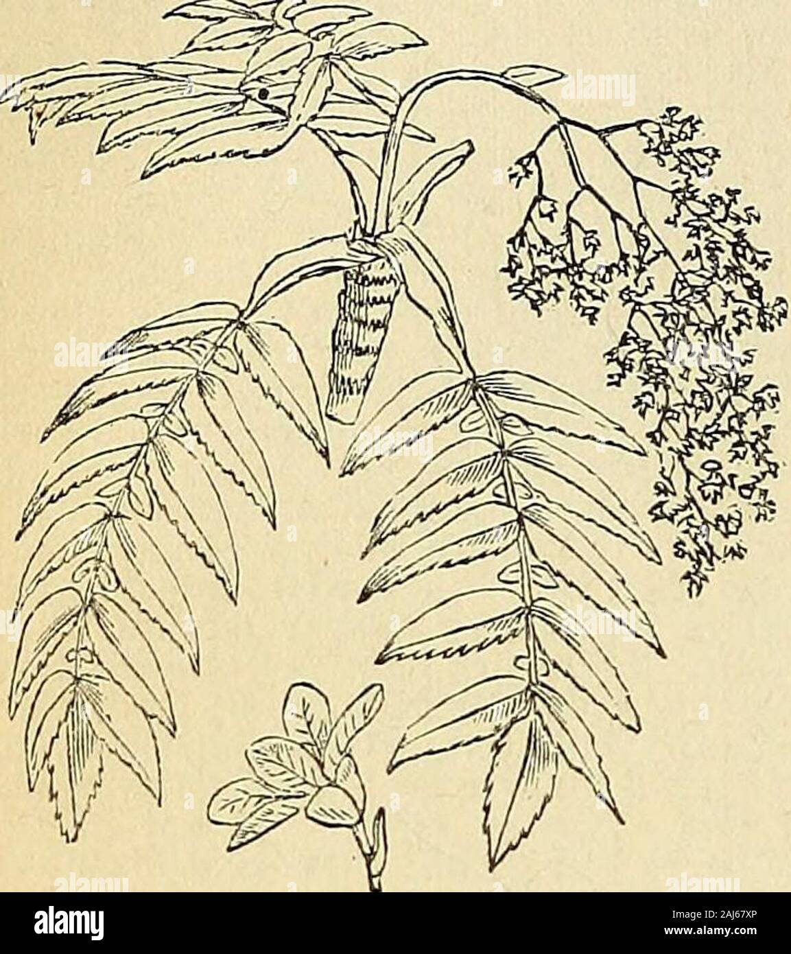 The treasury of botany: a popular dictionary of the vegetable kingdom; with which is incorporated a glossary of botanical terms . tamens,and an inferior three-celled ovary, with along exserted filiform style terminated bya dilated stigma. It is a very gracefulplant. [T. MJ BRATERA. A genus of Rosacea? namedafter a French physician, Dr. Brayer, whoobserved the valuable medicinal proper-ties of the only species of this genus, andsent a specimen of the plant to Kunth.The plant is known by its top-shaped calyx,the limb of which is divided into ten bray] €$£ ftoa£ttrg of 23otang. 168 segments, five Stock Photo