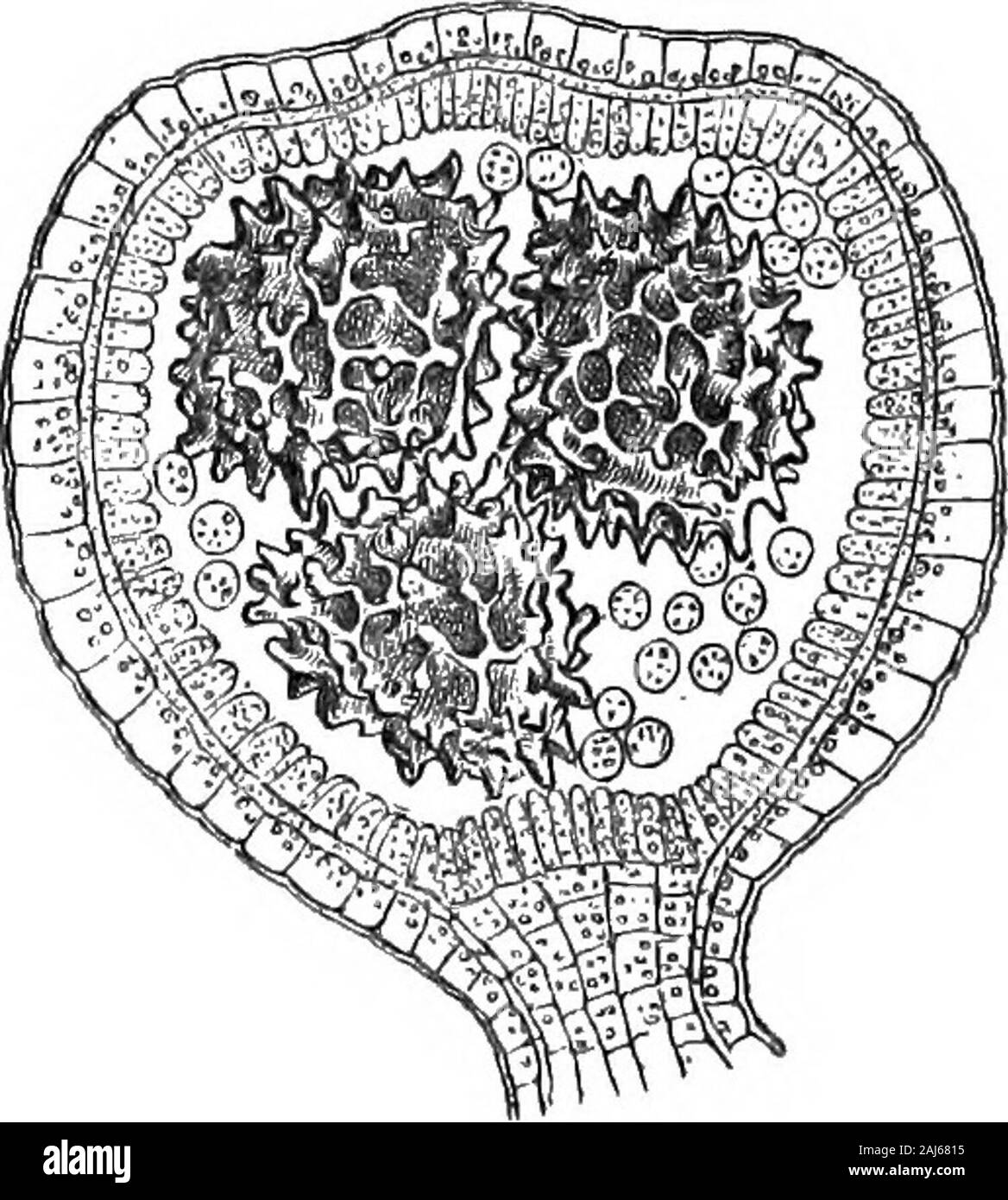 Coal; its history and uses . agnified.) From Sachs Botany. each. The contents of a sporangium, originally a cellularmass, (fig. 12, a) arrange themselves gradually into anouter cellular wall and a cluster of inner cells, the mothercells. These give rise by division to spores, four to eachmother-cell. In Selaginella, a genus of Lycopodiaceseabundant in some tropical countries, but represented by a 102 COAL. CHAP. 111. single and not very common species in the British Islands,the spores are of two kinds, and the capsules in whichthey are lodged differ also when mature. In Lycopodiumbut one kind Stock Photo