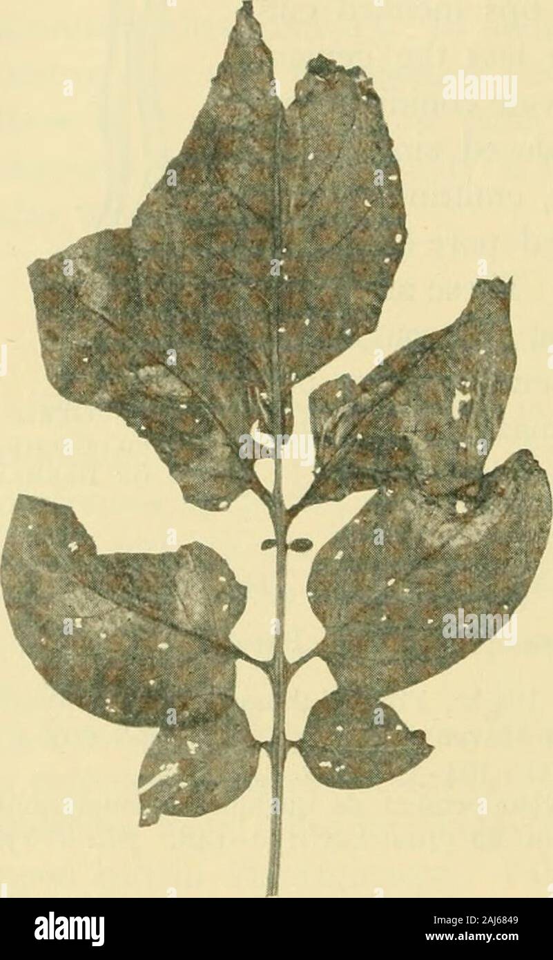 Fungous diseases of plants . anada. It is not en-tirely absent from ...