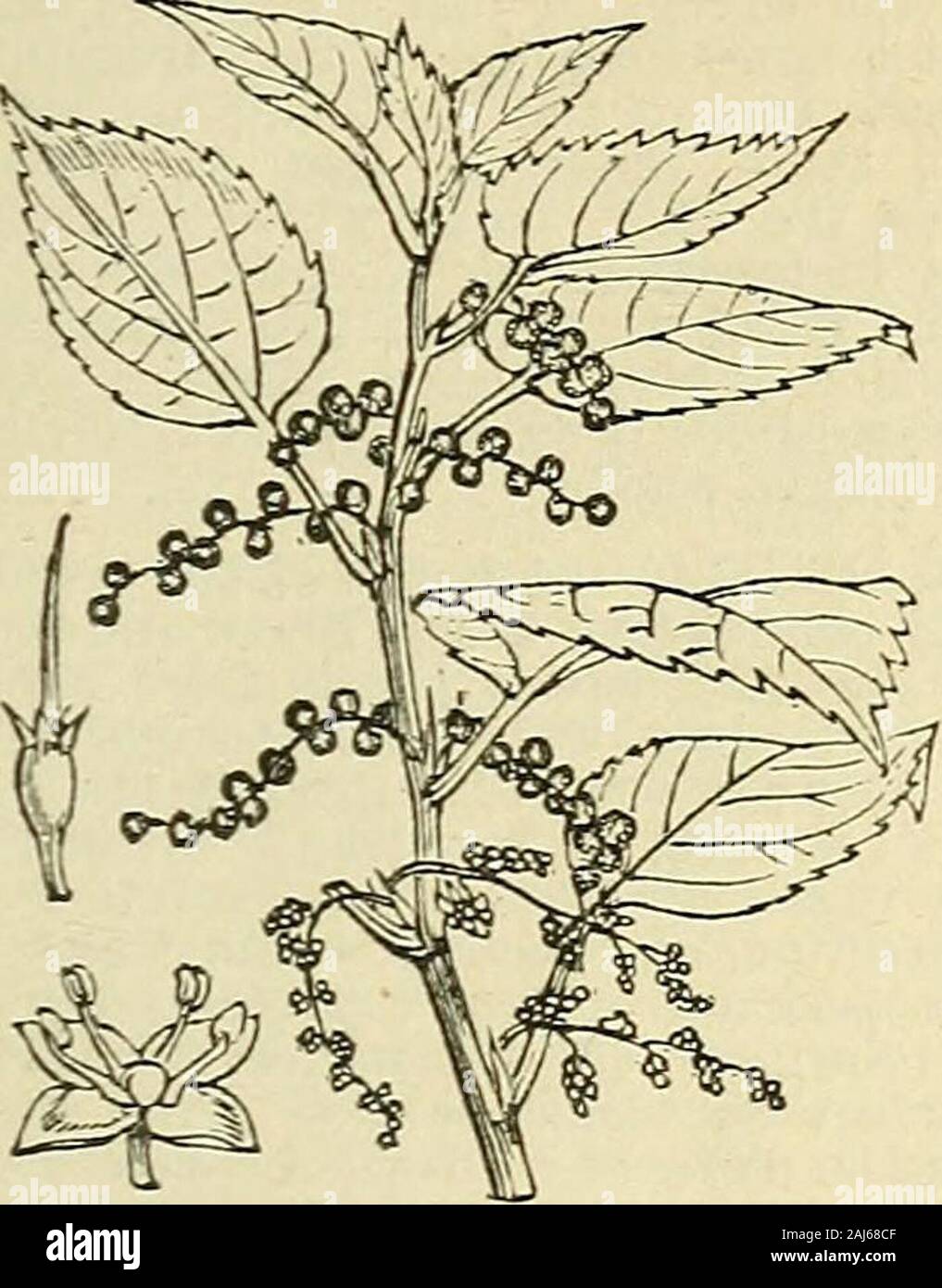 The treasury of botany: a popular dictionary of the vegetable kingdom; with which is incorporated a glossary of botanical terms . erousspecies distributed throughout the tropicsand subtropics of both hemispheres. Theyare herbaceous plants or shrubs, closelyallied to true nettles (Urfica),but differingfrom them in not having stinginghairs. Themale and female flowers are produced inseparate spikes on the same plant: themales having a four-parted calyx and fourstamens, the females a tubular calyxdivided into four teeth at the top, and aslender style with hairs along one side.Several of the specie Stock Photo