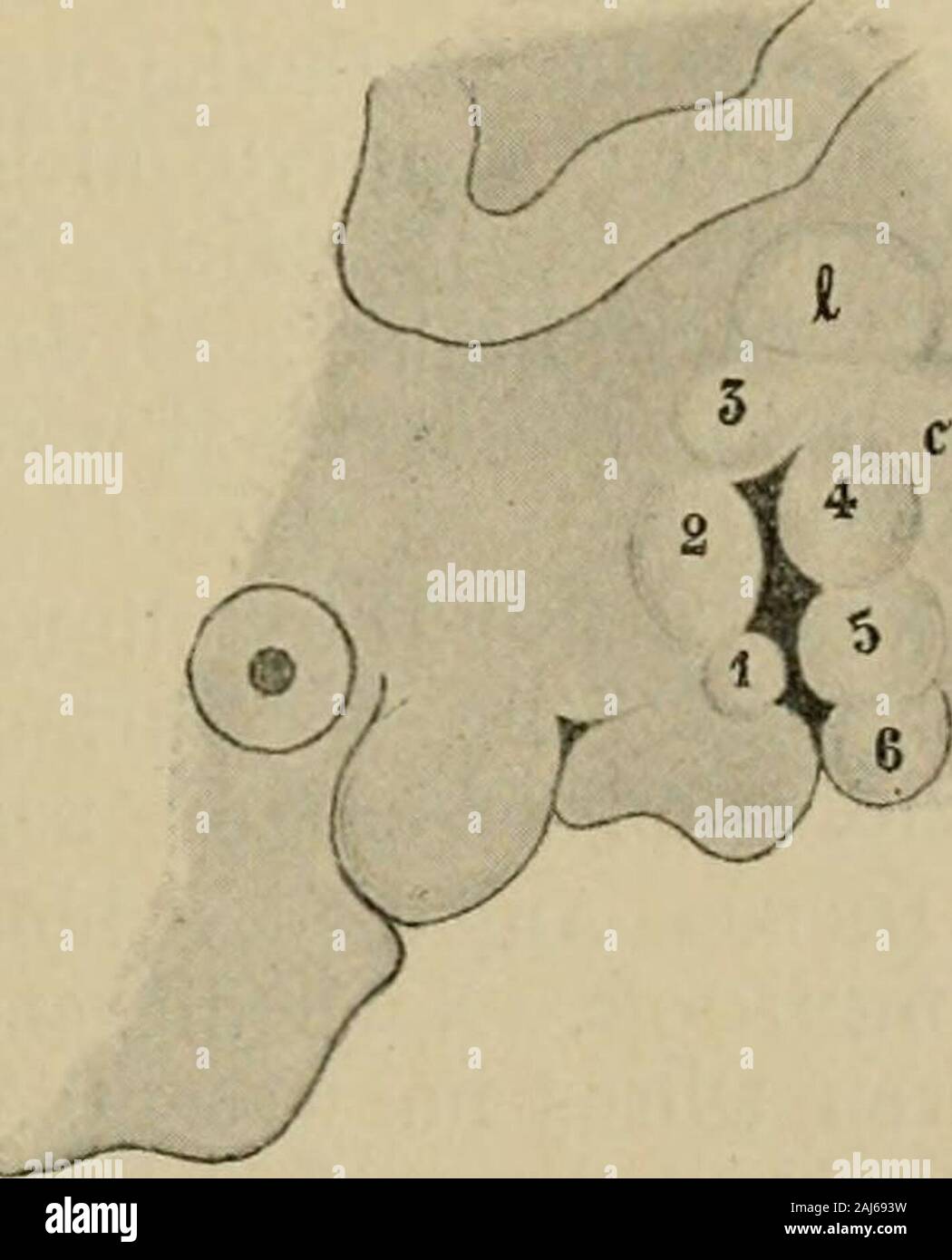 Handbuch der Anatomie des Menschen . Hügeln oder Höckern (Auricular-höcker, Colliculi branchiales externi[Moldenhauer]), deren His 6 unter-scheidet. Zwei davon gehören demUnterkieferbogen an und begrenzen denvorderen Rand der Kiemenfurche (Fig. 11 I u. 2), drei sind Teile des Zungenbein-bogens, finden sich also längs des hin-teren Randes der Kiemenfurche (Fig. 114—6); zwischen diesen beiden Reihenbefindet sich am oberen Ende derKiemenfurche der dritte Höcker (Fig. II 5), den His wegen dieser von ihmangenommenen Lagerung als Tuber-culum in ter medium bezeichnet.Der erste (ventralste) Hügel des Stock Photo