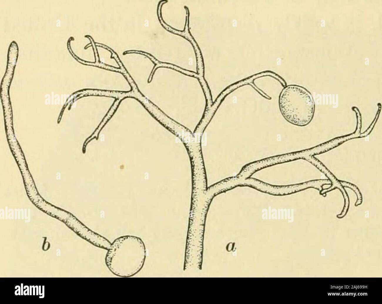 Fungous diseases of plants . tion of Peronospora parasitica. Ann.Bot. 14: 263-279. pi. 26. 1900. This fungus seems to be particularly abundant in England, butit is also found in other parts of Europe and in the United States.Practically all cultivated Cruciferae are more or less subject to it, l62 FUNGOUS DISEASES OF PLANTS as well as many wild species. It frequently causes stem deformi-ties, and in England it is often associated with Cystopiis candidiis on Capsella, while in thiscountry it is perhaps bestknown as a pest in cauli-flower culture under glass,yet occasionally destructivein cabbag Stock Photo