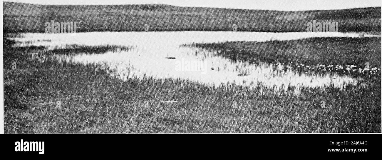 Report of the Canadian Arctic Expedition 1913-18 . Fig. 2-Tundra pond overgrown with Hippuris, Carex. and Eriophorum on Herschel island, Yukon Territory, July 29, 1016, 43788—24 Crustacean Life n21 Plate II.. Fig 1—Tundra pond with Carex and Eriophorum, at Bernard harbour, Dolphin and Union strait, Northwest Territories August 4, 1915. Stock Photo