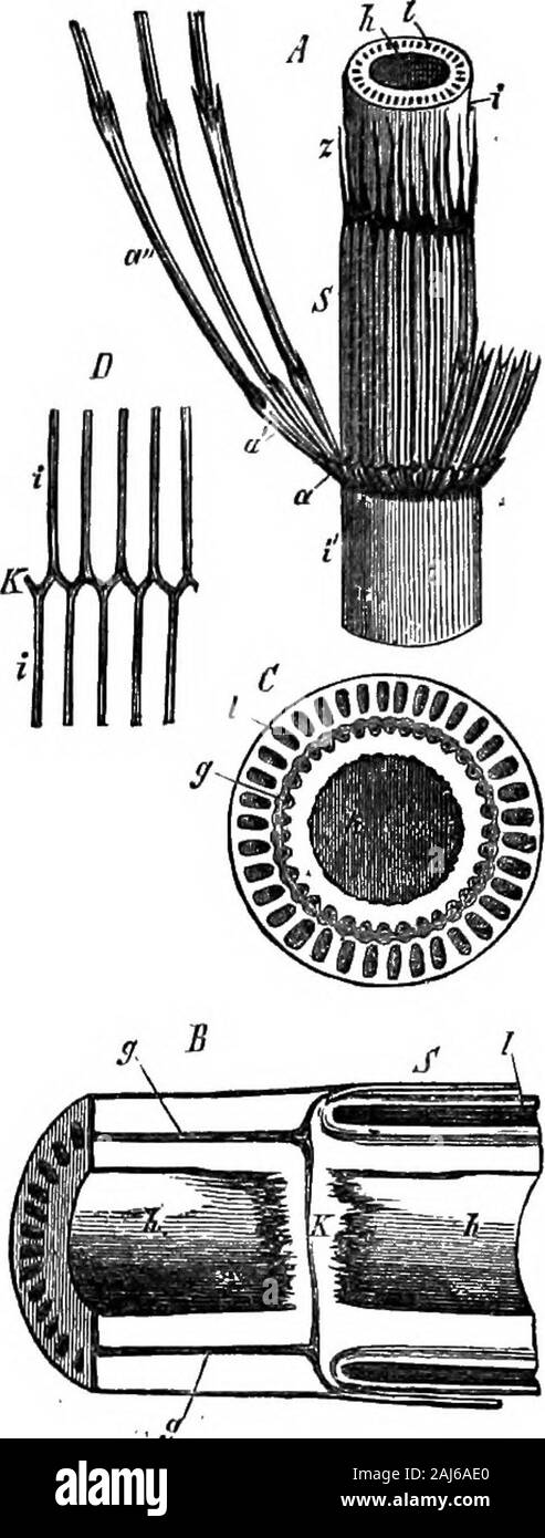 Coal; its history and uses . ous growth of its woody cylinder, increasing as itdoes by indefinite additions to the exterior of each of theradiating wedges ; but it will be seen hereafter that thisstructure and mode of growth are repeated in otherCarboniferous Cryptogams, while they are imperfectlyparalleled in one recent plant, Isoetes, which belongs tothe same great division. The Equisetacese, or horse-tails of our fields andmarshes, bear marks of resemblance to Calamites, farinferior though they are in stature. They have the creep-ing, subterranean rhizome, and the furrowed, fistularstem, wi Stock Photo