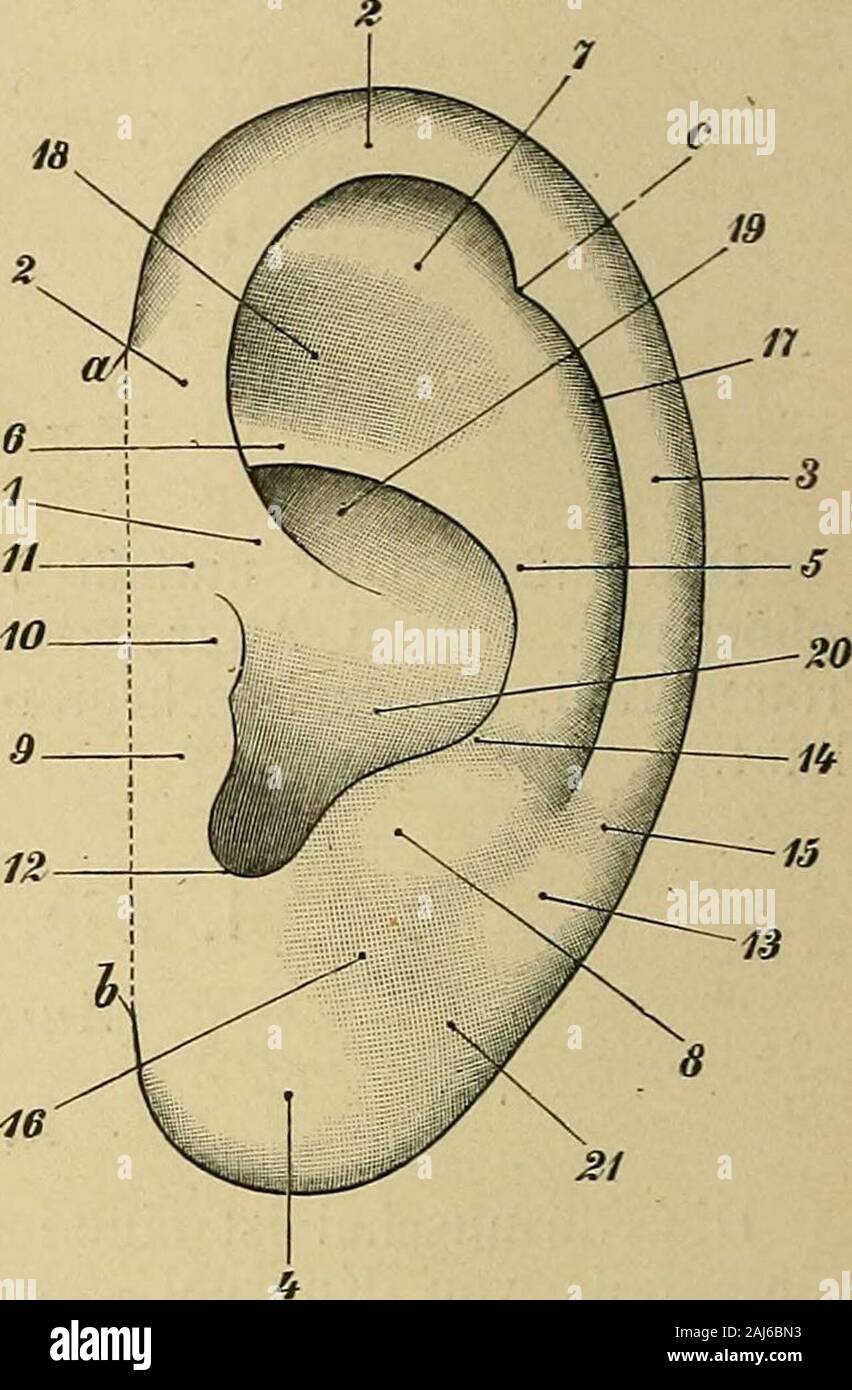 Handbuch der Anatomie des Menschen . Fig. 1. Fk. 2. Fig. 1. Ohrmuschel eines weiblichen Individuums. DARWiNsche SpitzeForm 4. Fig. 2. Ohrmuschel eines Mannes, ab Ohrbasis, abc Ohrdreieck, c DARwnsrscheSpitze der Form 3, de (vergl. Fig. 7) wahre Länge des Ohres, 1 Grus helicis, 2, 2 auf-steigende (vordere obere) Helix, 3 absteigende (hintere) Helix, 4 Ohrläppchen, 5 Stammder Anthelix, 6 Crus inferius anthelicis, 7 Crus superius antheliris, 8 Antitragus,9 Tragus, 10 Tuberculum supratragicum, 11 Sulcus auris anterior (Incisura trago-helicina), 12 Incisura intertragica, 13 Tuberculum retrolobulare Stock Photo