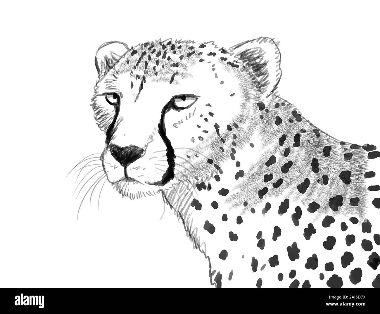 Update 82+ cheetah sketch - in.eteachers