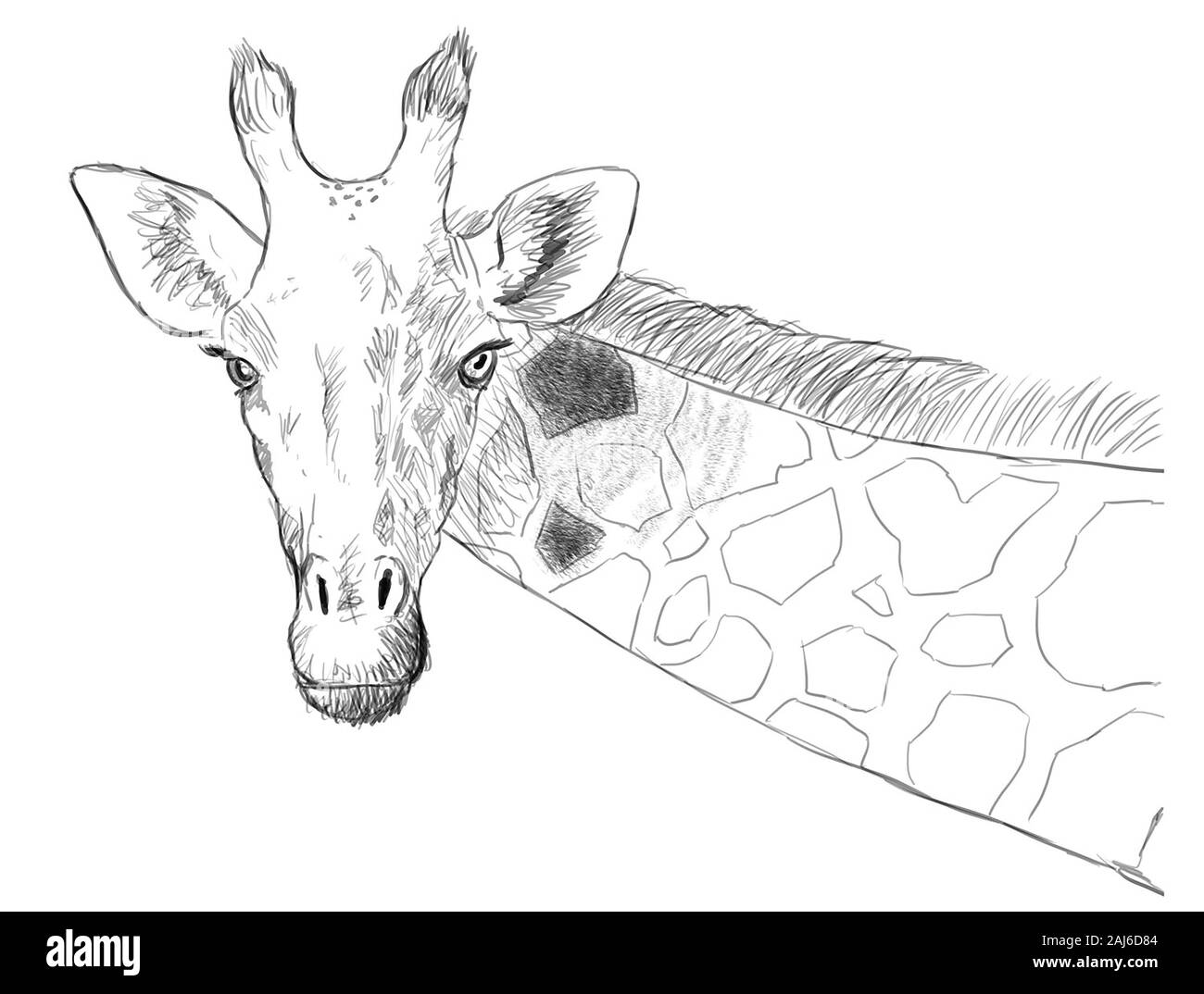 giraffe digital ink illustration Stock Photo