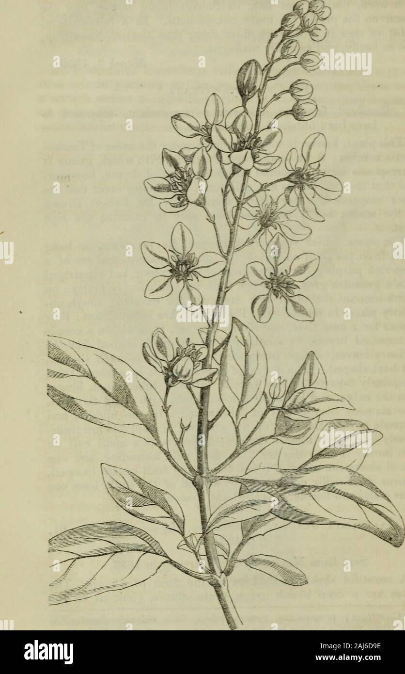 The journal of the Horticultural Society of London . 3-parted. The corolla forms a tube, much longerthan the calyx, and has a flat 3-lobed limb, with ovate divisions.The stamens bear a tuft of jointed hairs in the middle, andprotrude beyond the tube of the corolla; the anthers are trans-versely linear, or almost crescent-shaped, with a small cell oneach horn. The ovules are 2 in each cell, ascending, and oneplaced above the other. When the young fruit begins to swell,it turns itself stiffly downwards by a bend of the stalk, loses oneof its cells, and becomes 2-celled and 2-seeded. 14. Galphimi Stock Photo