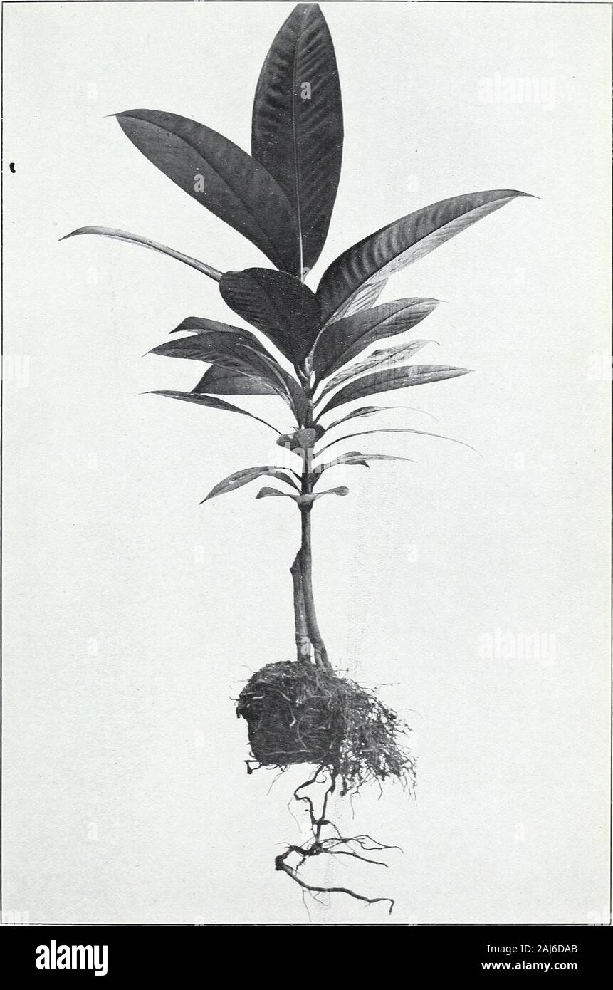 Inarching hi-res stock photography and images - Alamy