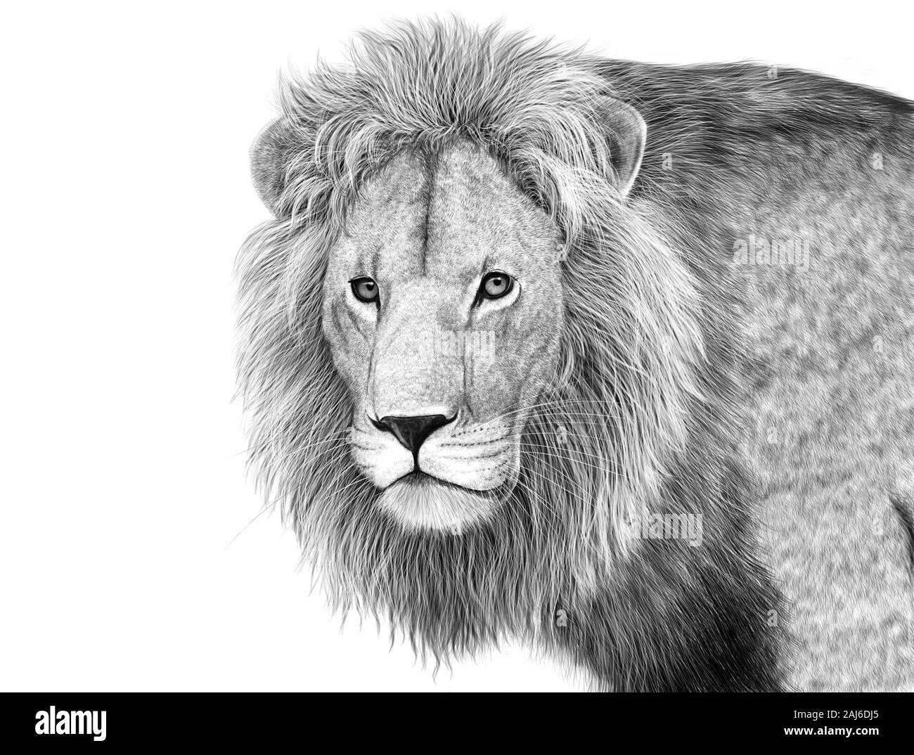 lion digital pencil illustration graphic tablet Stock Photo