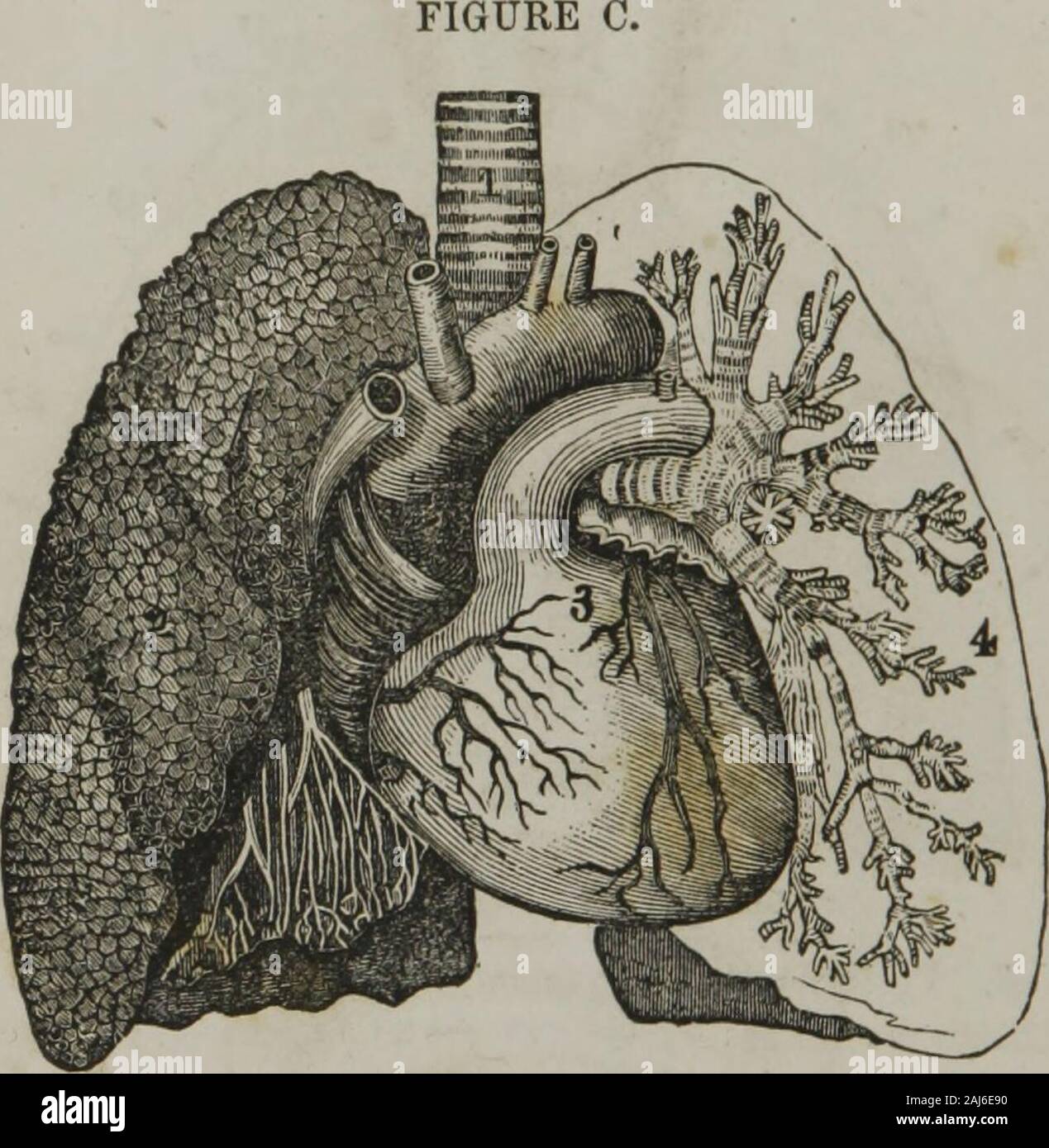 Page 3 7 Aorta High Resolution Stock Photography And Images Alamy