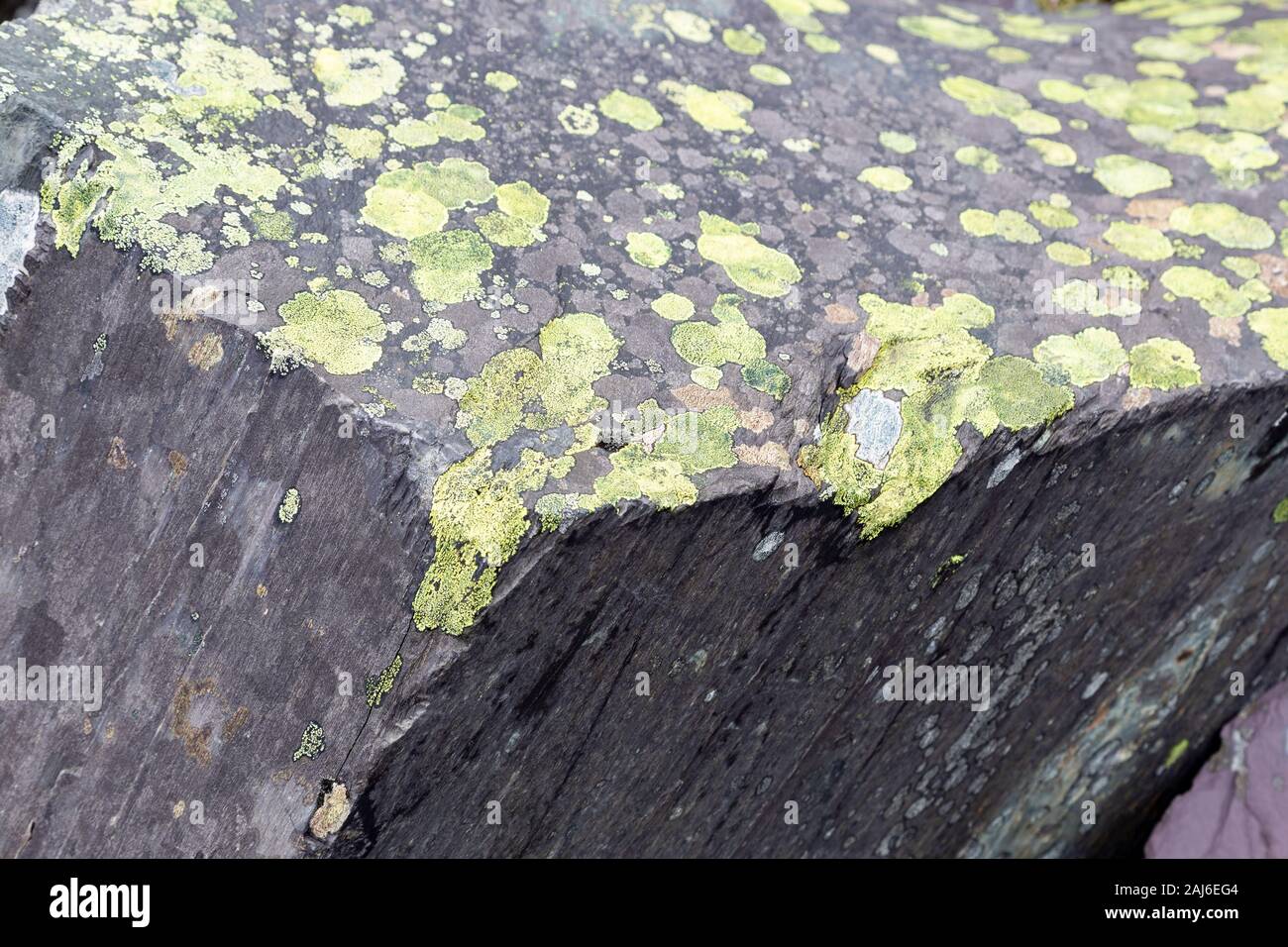 Old slate spoil with lichen, Snowdonia, North Wales Stock Photo
