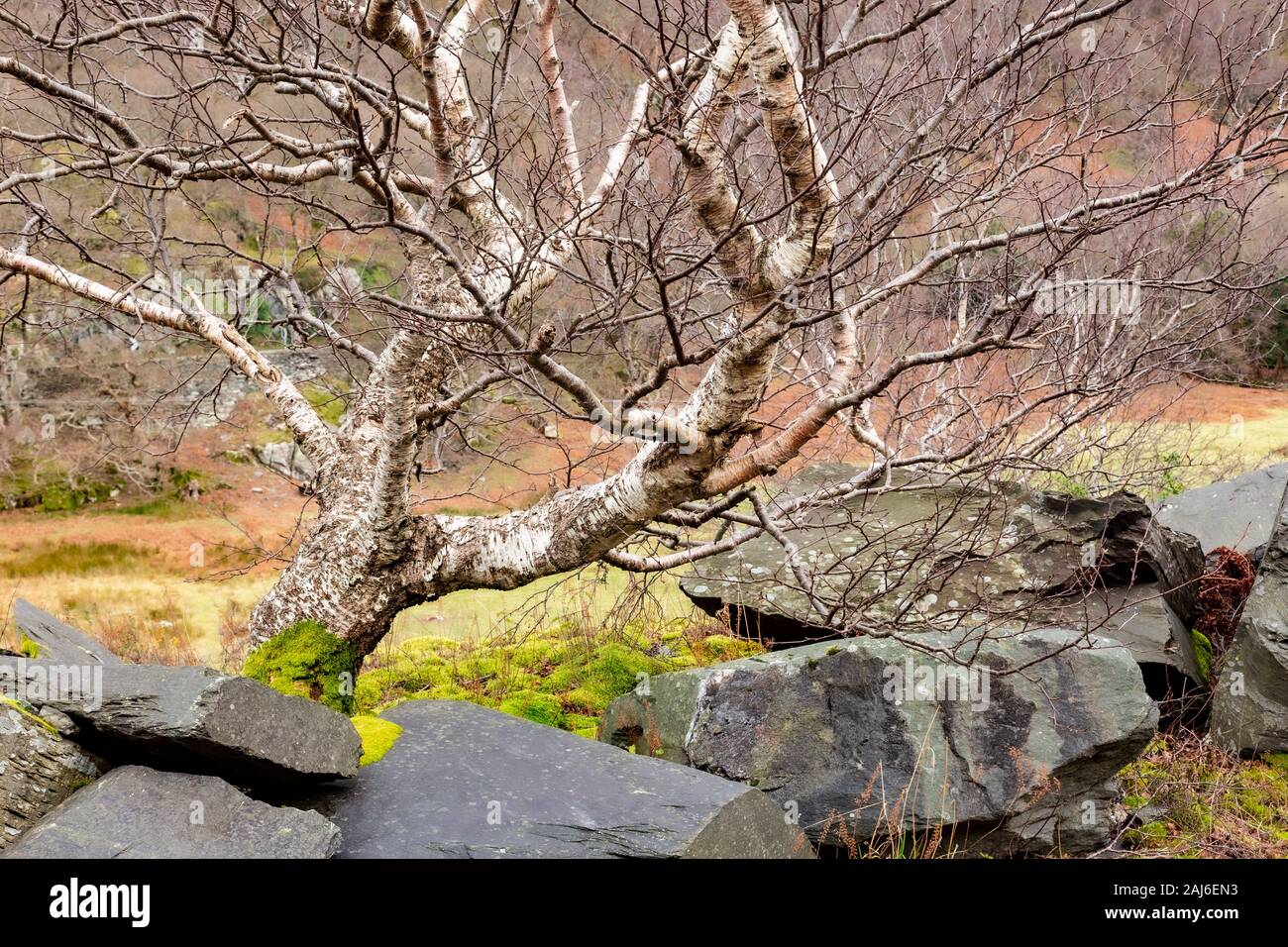 Bent old tree and slate in winter, Snowdonia, North Wales Stock Photo
