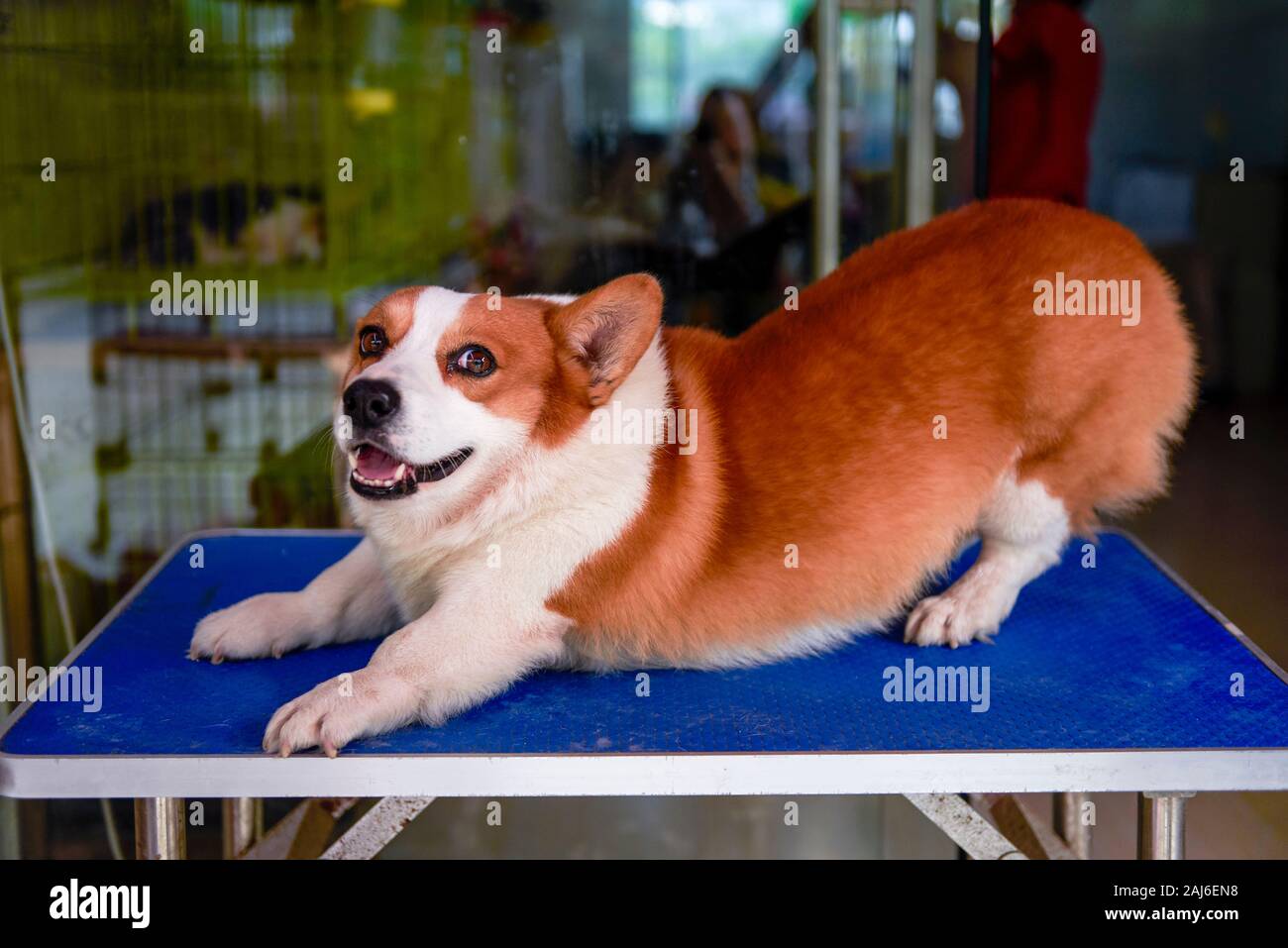 Fat hotsell corgi puppy