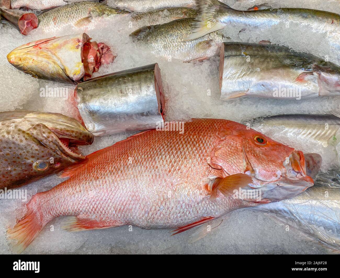 Assortment of frozen fish for sale at seafood market Stock Photo Alamy