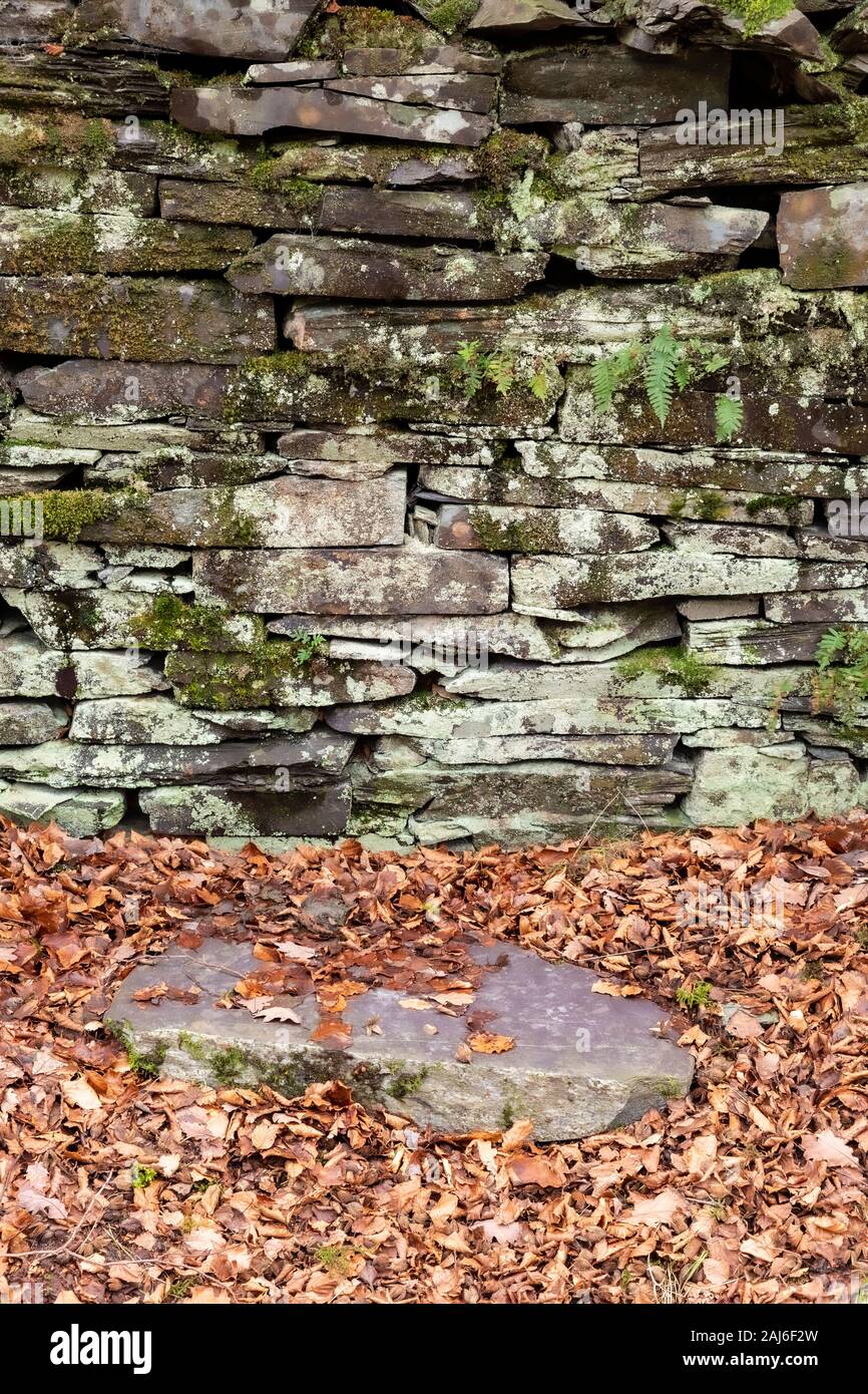 Fallen leaves in front of an old drystone wall, Snowdonia, North Wales Stock Photo