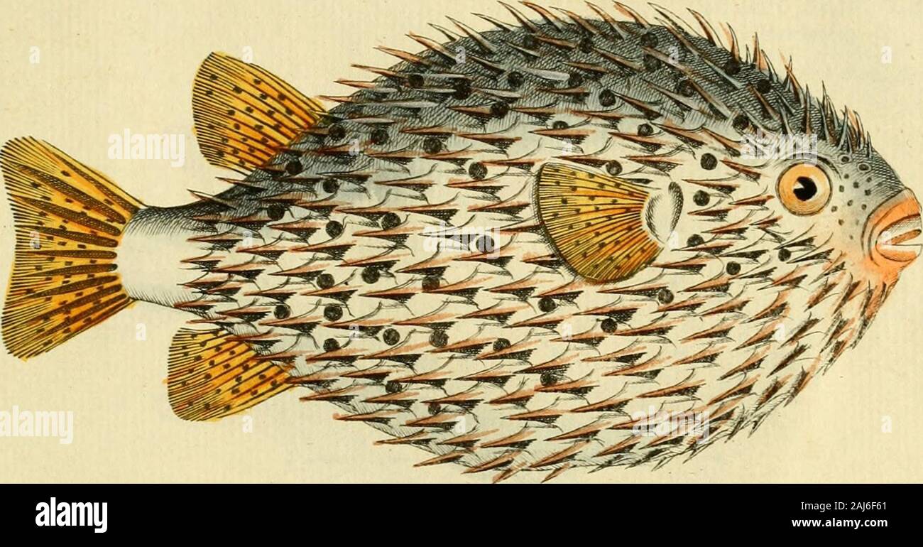 Ichthyologie; ou, Histoire naturelle des poissons En six parties avec 216 planches dessinÃ©es et enluminÃ©es d'aprÃ¨s natu . o-2-Ser /-tinte.- ^7ètc/w/7i[ftr/t ?. /. Jr , -12--. Stock Photo