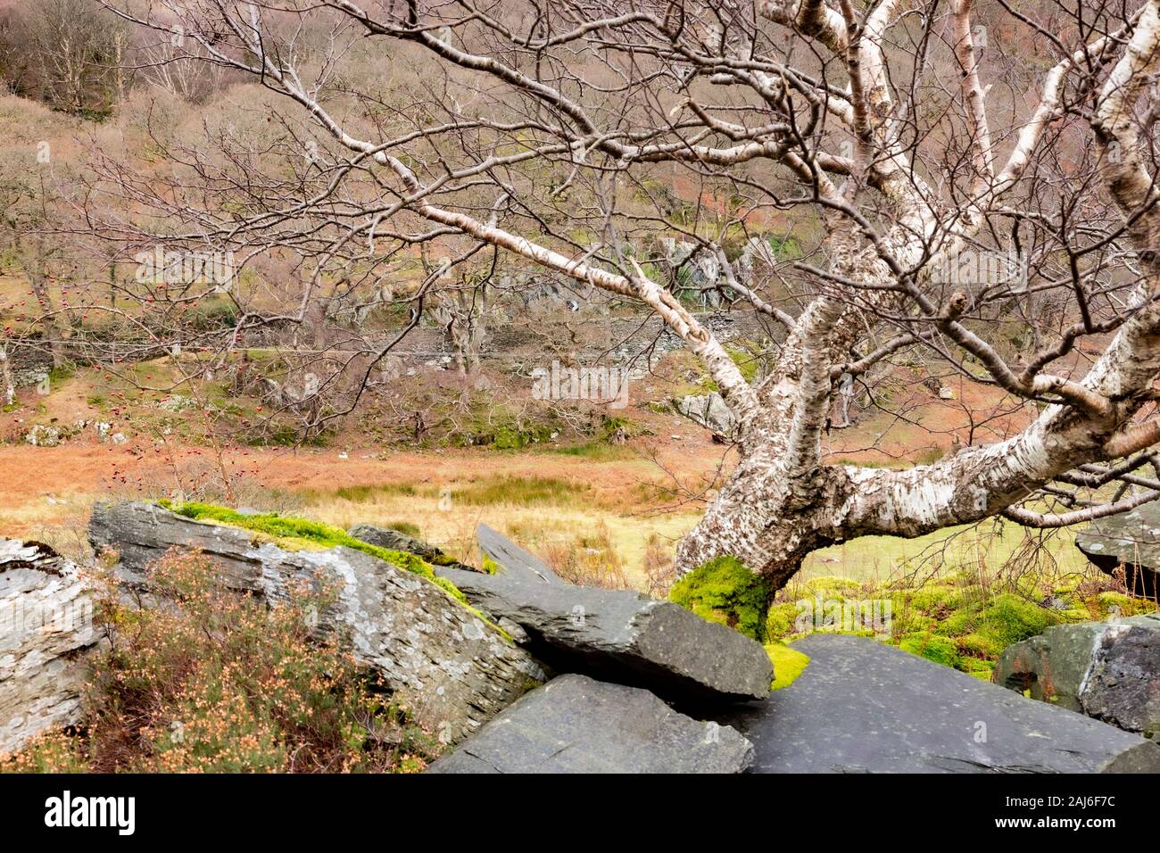 Bent old tree and slate in winter, Snowdonia, North Wales Stock Photo