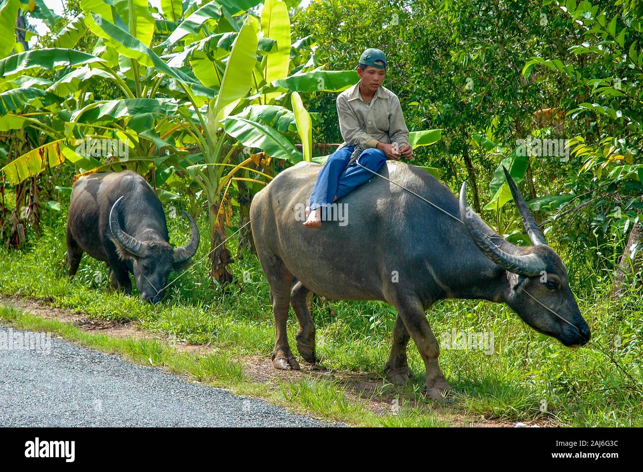 Vietnamese boy on water buffalo hi-res stock photography and images - Alamy