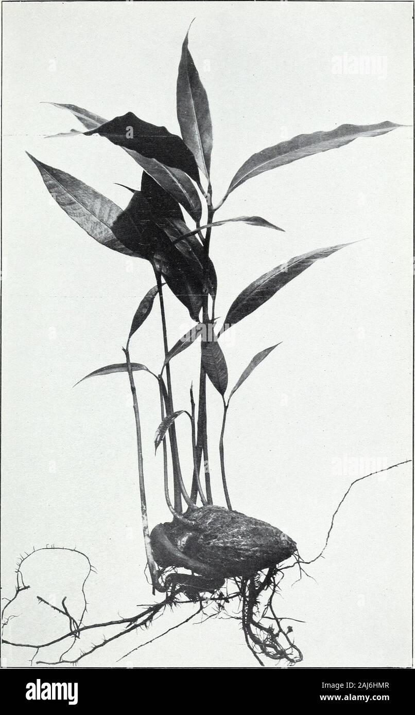 The seedling-inarch and nurse-plant methods of propagation . Fig. 2.—Citrus Australasica x C. mitis, Grown from Fruit Shown in Figure 1 Bui. 202, Bureau of Plant Industry, U. S. Dept. of Agriculture. Plate. Mango Seed with Eight Sprouts. (One-half natural size.) Bui. 202, Bureau of Plant Industry, U. S. Dept. of Agriculture. Plate III. Stock Photo