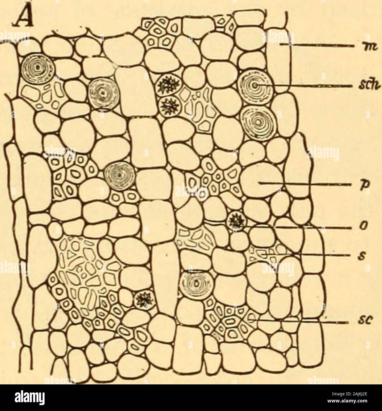 Scientific and applied pharmacognosy intended for the use of students in pharmacy, as a hand book for pharmacists, and as a reference book for food and drug analysts and pharmacologists . marshes from Massachu-setts to Pennsylvania. The commercial supply is obtained fromplants cultivated in Germany, France and Holland. The roots arecollected from plants of the second years growth, and the periderm 428 SCIENTIFIC AND APPLIED PHARMACOGNOSY and rootlets are removed. The drug frequently is seen in commercein small pieces about 5 mm. in diameter having a uniform grayish-white color, otherwise resem Stock Photo