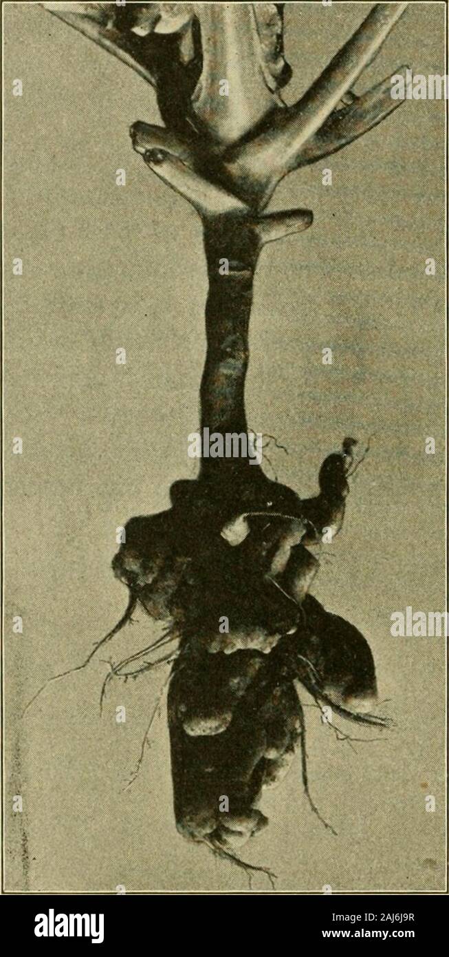 Fungous diseases of plants . etaining soil. Seedling plants affected bythis parasite show a decidedflagging. They are stunted,unhealthy in appearance, andthey may gradually die. Pewof those affected when youngreach maturity. The parasiteattacks the roots and gainsentrance to the parenchym-atous tissues. The presence ofthe organism within the cellsaffords a stimulus to abnormalgrowth. There results, infact, malformities of strikingappearance. These vary, onthe one hand, from slightnodose swellings in the smallrootlets, and knotty masses inthe tough roots of some weeds,to the more or less irregu Stock Photo