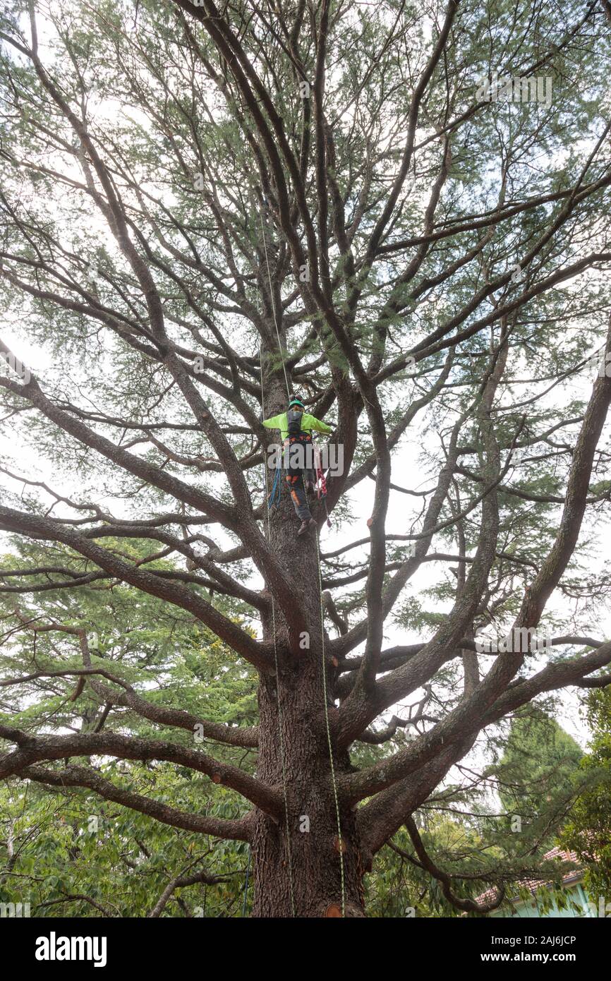 Arborist tree climbing, high viz Stock Photo