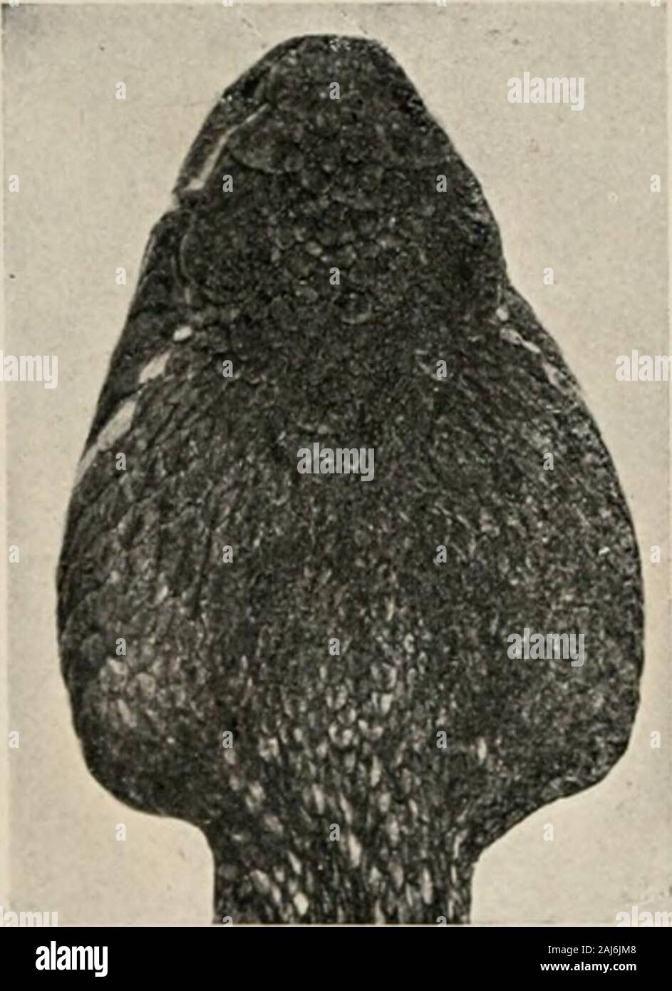 The reptile book; a comprehensive popularised work on the structure and