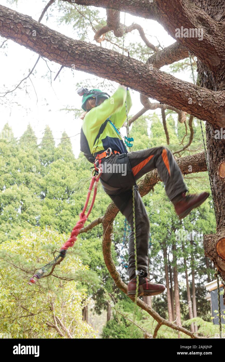 Arborist tree climbing, high viz Stock Photo